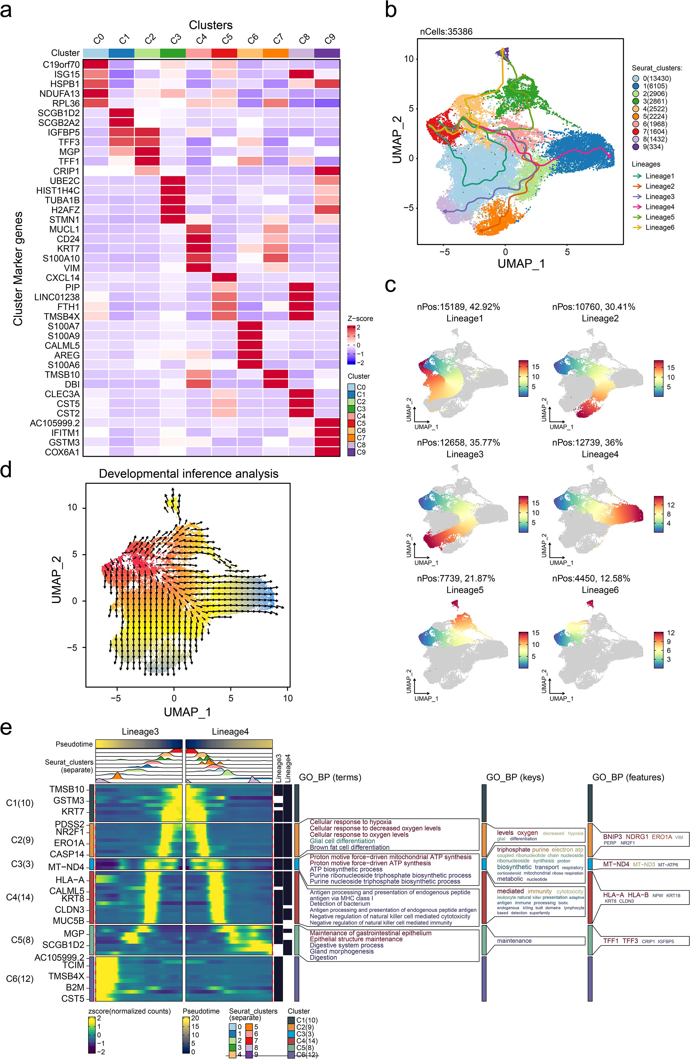 Composite image showing five panels labeled a to e. Panel a is a heat map showing gene expression across different clusters labeled C0 to C9, with a color gradient representing Z-scores. Panel b displays a UMAP plot visualizing cell clusters and lineages, with different colors representing six lineages. Panel c contains six smaller UMAP plots showing the distribution of positive cells across six lineages, each labeled with percentage and count. Panel d shows a UMAP plot for developmental inference analysis, with arrows indicating inferred development pathways. Panel e presents a heat map of gene expression across pseudotime and clusters, alongside gene ontology biological process terms.