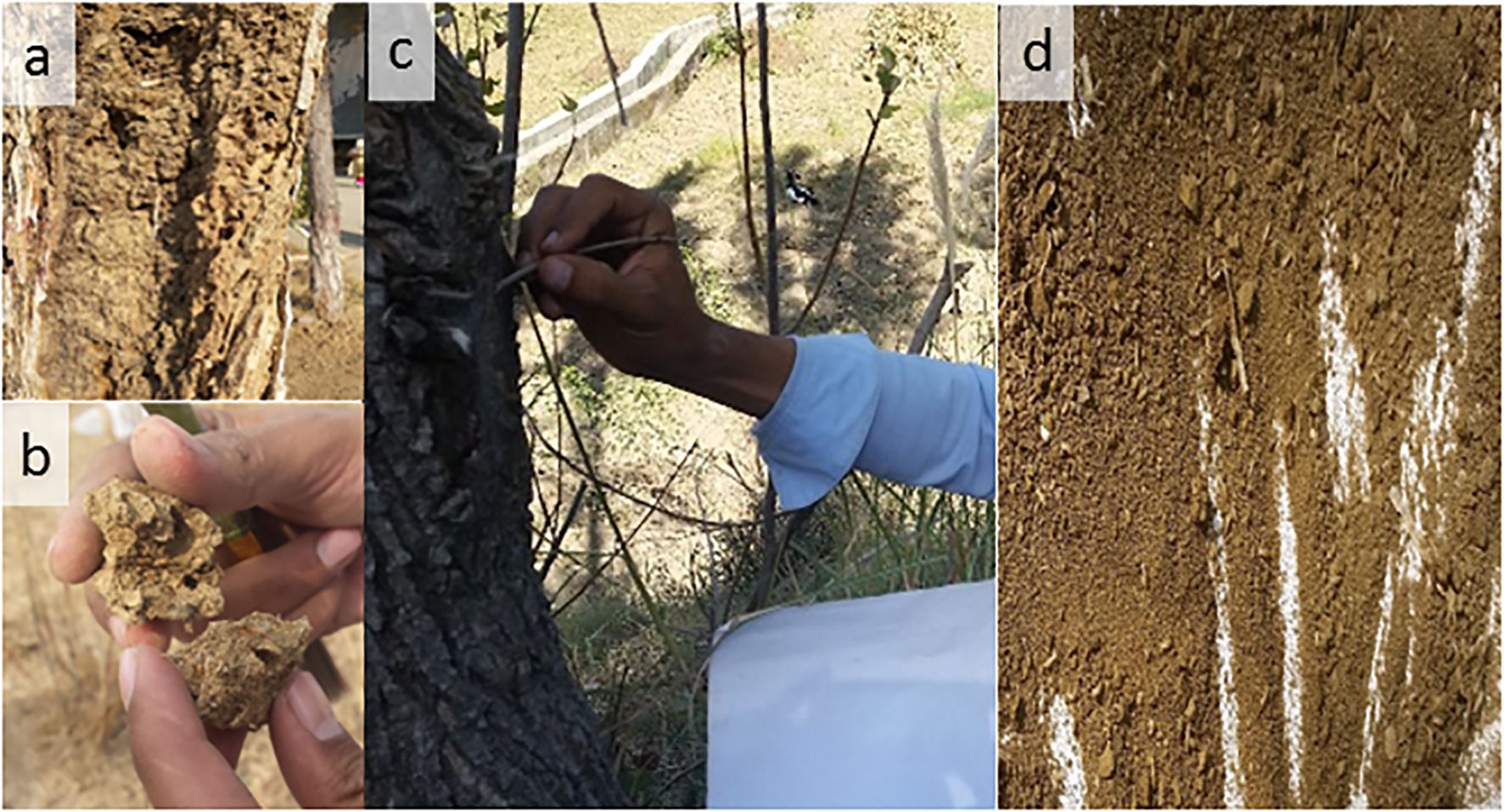 Four-part image showing: a) Close-up of termite’s galleries on a stem b) Hands holding pieces of dry soil chunk for investigating termites c) Person using pencil like stick on a stem for breaking galleries. d) Termites will soil from broken galleries for sorting and cleaning.