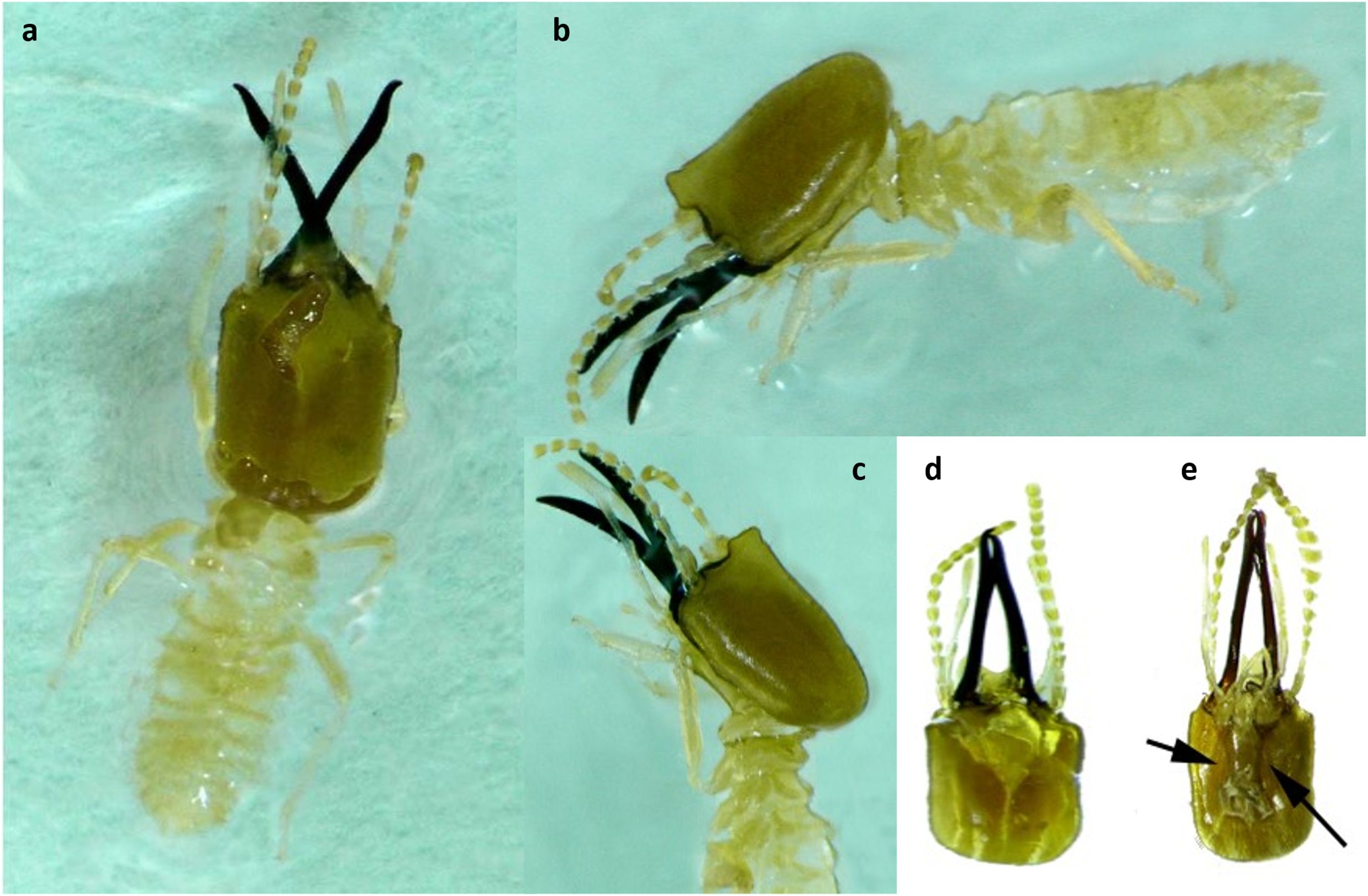 Five images of a termite feature a specimen labeled a through e. Image a shows a dorsal view, b a lateral view, and c a close-up of the mandibles. Image d displays the termite head with elongated mandibles, while e highlights specific anatomical details with arrows.