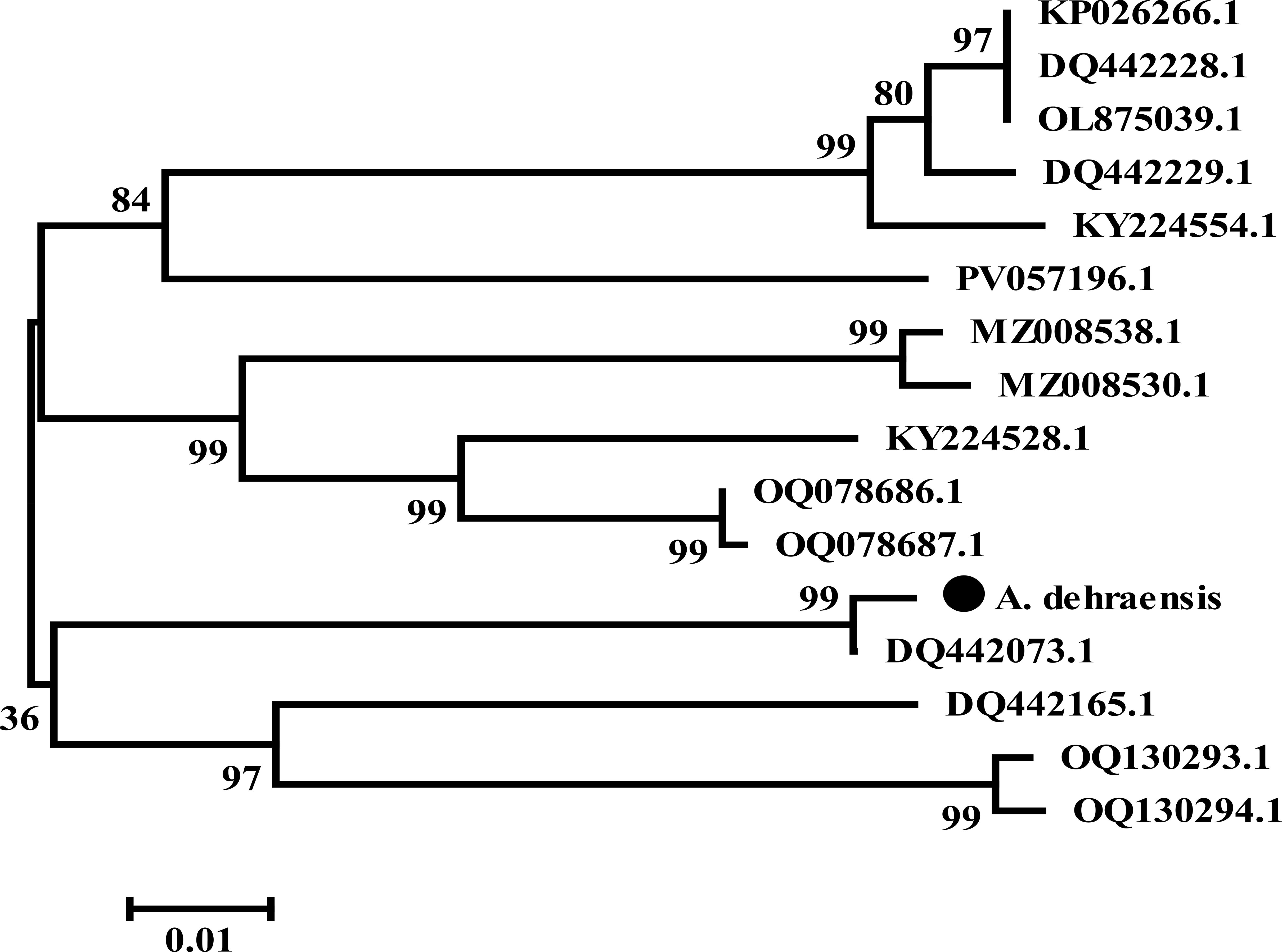 Phylogenetic tree diagram displaying genetic relationships among various sequences. Each branch is labeled with an identifier, and numbers indicate bootstrap values. A scale bar representing genetic distance is shown at the bottom.