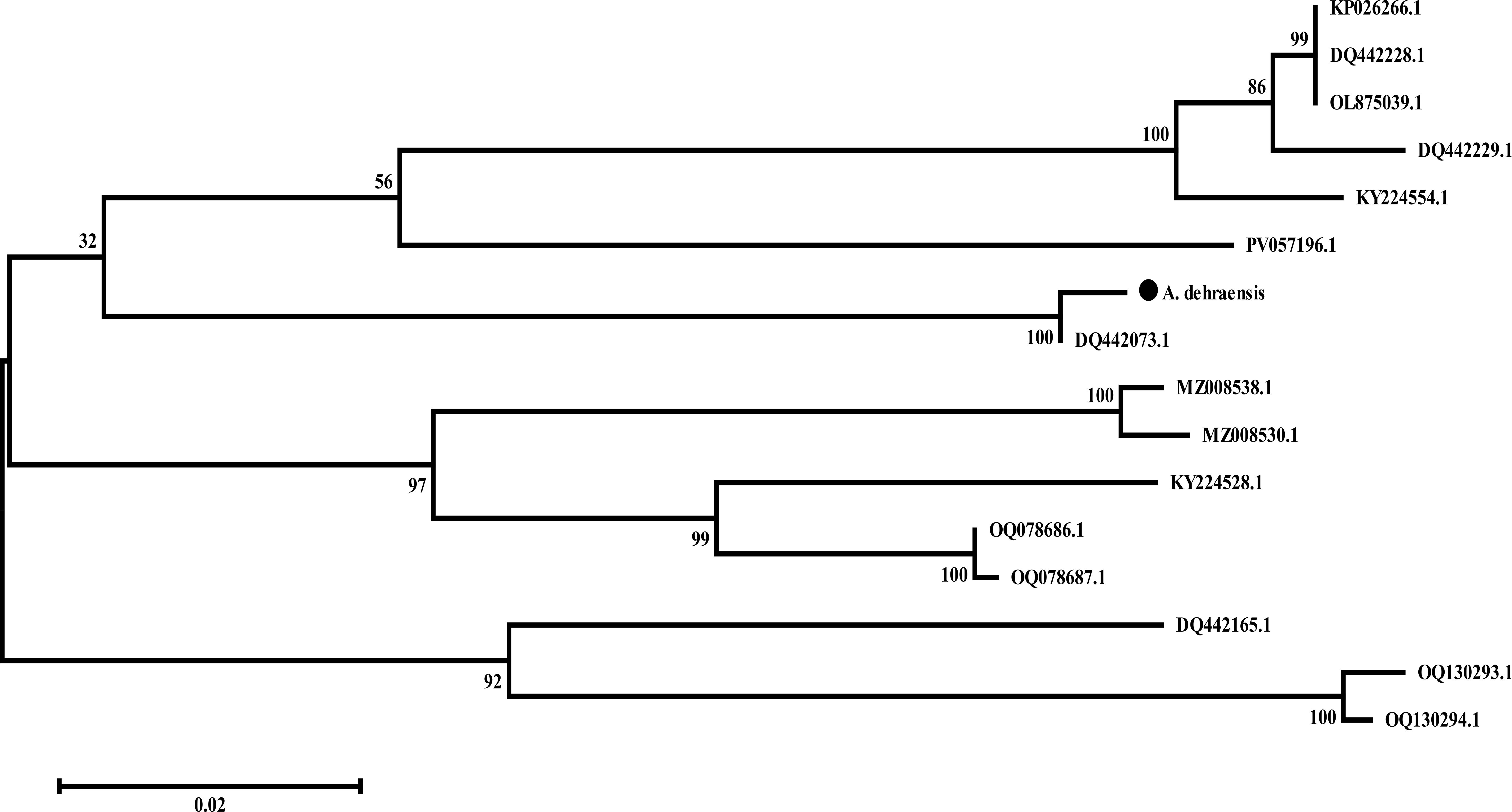 Phylogenetic tree diagram showing evolutionary relationships among various sequences labeled with accession numbers. Branches are marked with numerical values indicating bootstrap support percentages. Notable sequences include A. deliensis, DQ442073.1, and several others divided into distinct clusters. A scale bar representing genetic distance is displayed below the tree.