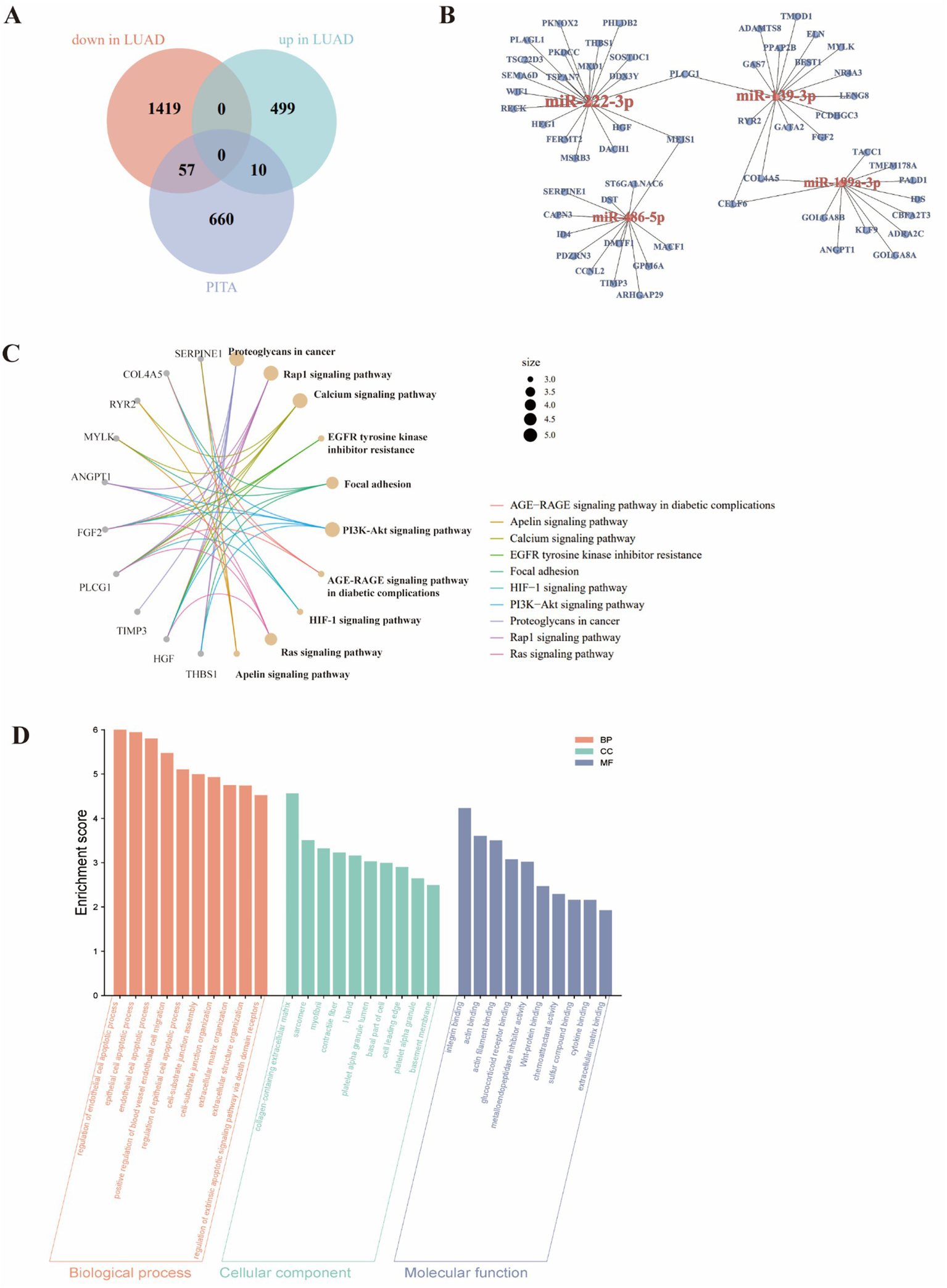 A multipart data visualization focused on LUAD pathways: (A) A Venn diagram showing gene overlap, indicating counts for genes downregulated, upregulated, and interacting in PITA. (B) A network diagram mapping interactions of select microRNAs with implicated genes. (C) A pathway network visualizing connections between signaling pathways like Calcium signaling, PI3K-Akt, and many others, with points representing pathway size. (D) A bar graph showing enrichment scores for biological processes, cellular components, and molecular functions, showcasing various signaling pathways and activities. Each chart highlights specific gene and pathway interactions relevant to lung cancer study.