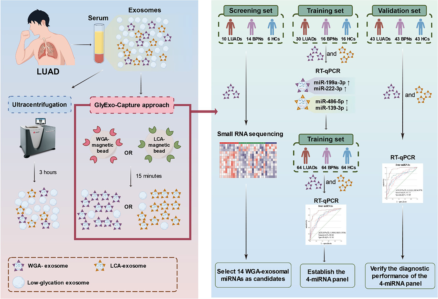 Flowchart illustrating the process for exosome-based miRNA diagnostics in lung adenocarcinoma (LUAD). Serum is processed through ultracentrifugation or GlyExo-Capture, using magnetic beads, to isolate exosomes within varying times. Exosomes undergo small RNA sequencing, followed by RT-qPCR in different study groups: screening, training, and validation sets. The flow includes selecting WGA-exosomal miRNAs, establishing, and verifying a 4-miRNA panel's diagnostic performance. Images of people and lab equipment accompany each stage.