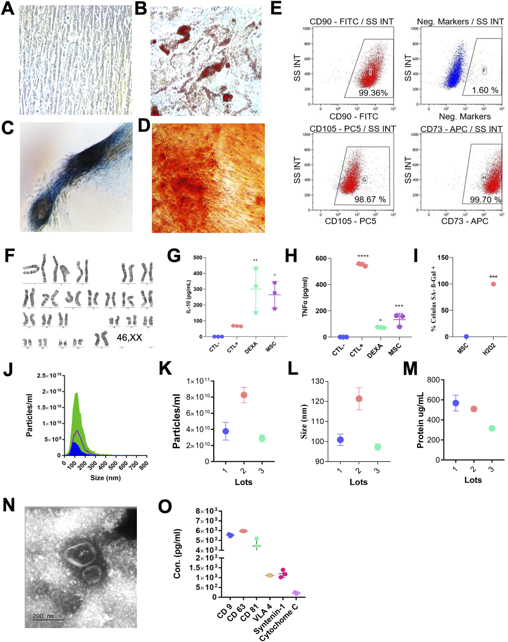 Panel of scientific images. (A) Microscopic view of tissue. (B-D) Stained tissue images showcasing different colors and textures. (E) Flow cytometry graphs showing cell marker expression with dots in red and blue. (F) Karyotype image showing chromosomes labeled "46,XX". (G-I) Scatter plots of cytokine concentrations and cell viability percentages. (J) Particle size distribution graph. (K) Bar graph of particles per milliliter by lots. (L) Bar graph of particle size by lots. (M) Bar graph of protein concentration by lots. (N) Transmission electron microscopy image showing cellular structure. (O) Scatter plot of protein concentrations with error bars, indicating various protein markers.
