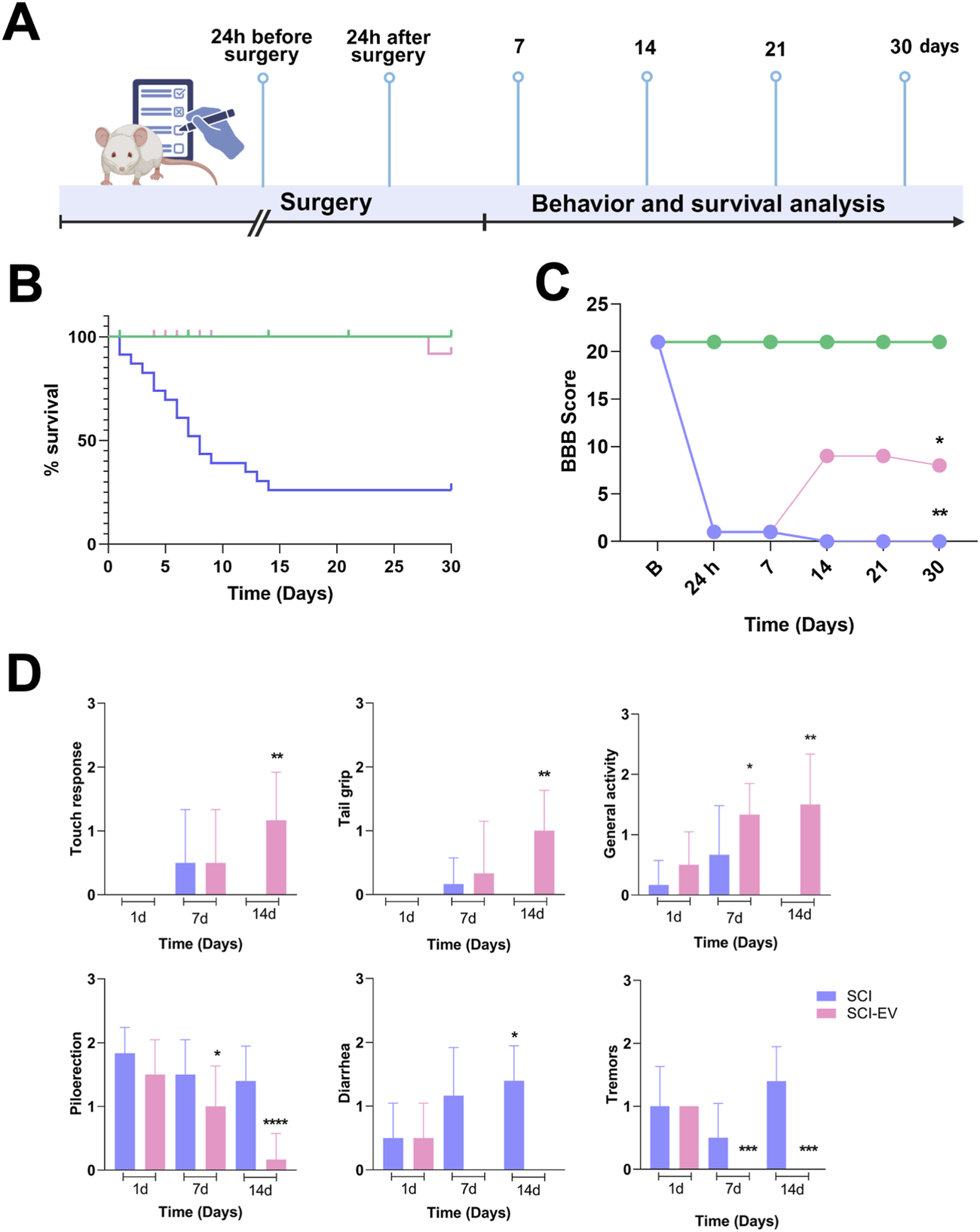 Diagram detailing a study on mice involving surgery and behavioral analysis. Panel A shows a timeline: surgery occurs between 24 hours before and after, with analysis at days 1, 7, 14, 21, and 30. Panel B displays a survival curve; a blue line indicates decreasing survival over 30 days. Panel C presents BBB scores over time, with scores declining significantly post-surgery. Panel D compares various behavioral metrics like touch response, tail grip, and general activity between SCI and SCI-EV groups, showing significant differences indicated by asterisks.