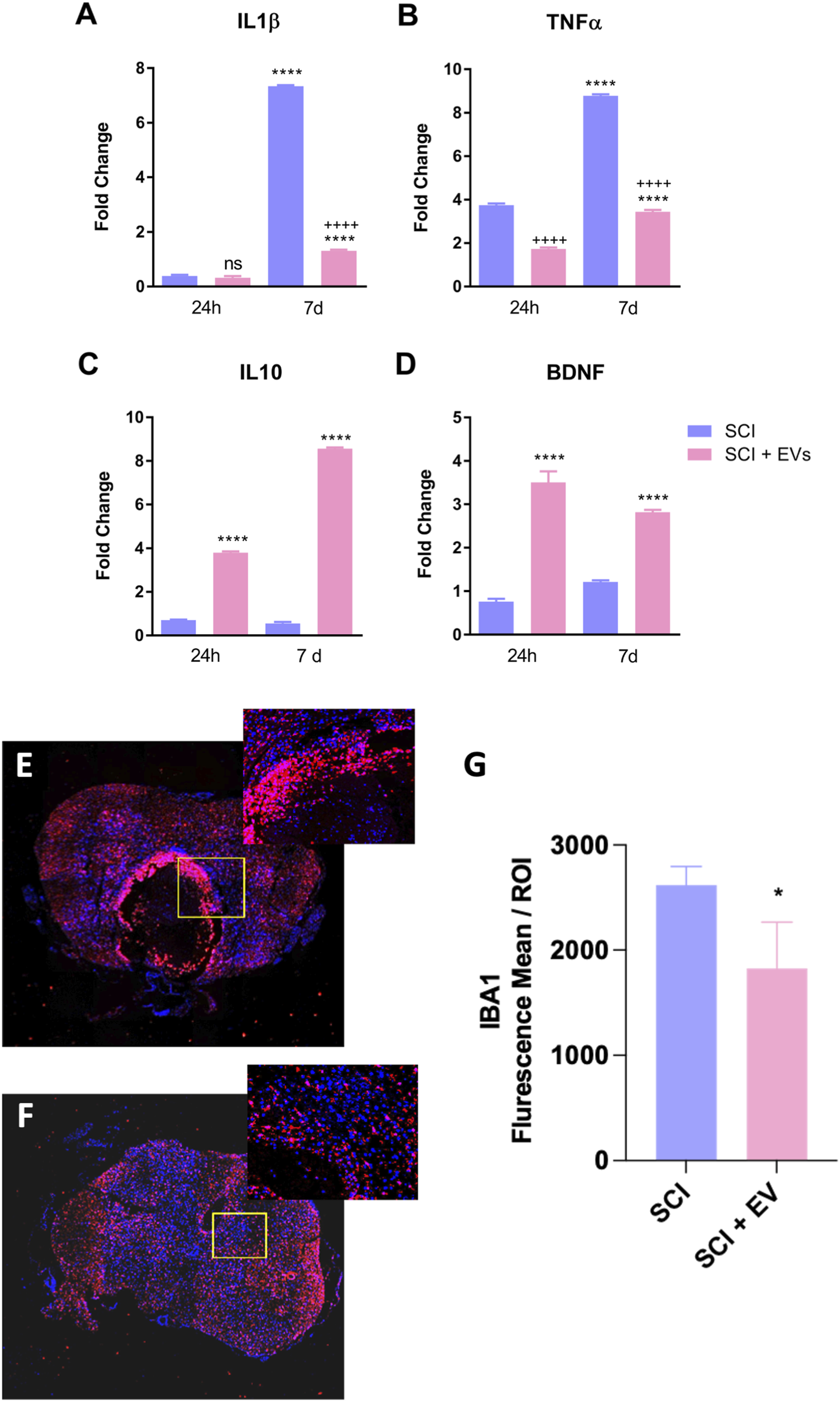 Graphs A to D depict the fold change of IL1β, TNFα, IL10, and BDNF over 24 hours and 7 days in SCI (blue) and SCI + EVs (pink) groups, noting significant differences. Images E and F show spinal tissue sections with highlighted areas; E corresponds to SCI and F to SCI + EVs, both exhibiting red and blue fluorescence. Graph G shows IBA1 fluorescence mean, indicating a decrease in the SCI + EVs group.