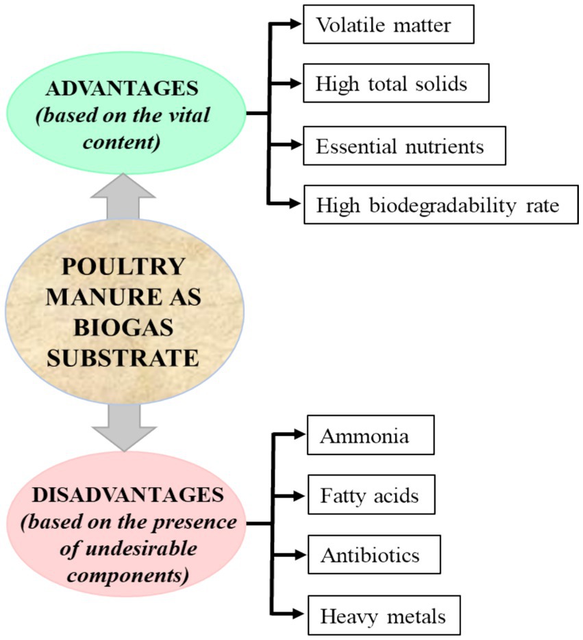 Diagram illustrating the advantages and disadvantages of using poultry manure as a biogas substrate. Advantages include volatile matter, high total solids, essential nutrients, and high biodegradability rate. Disadvantages involve ammonia, fatty acids, antibiotics, and heavy metals.