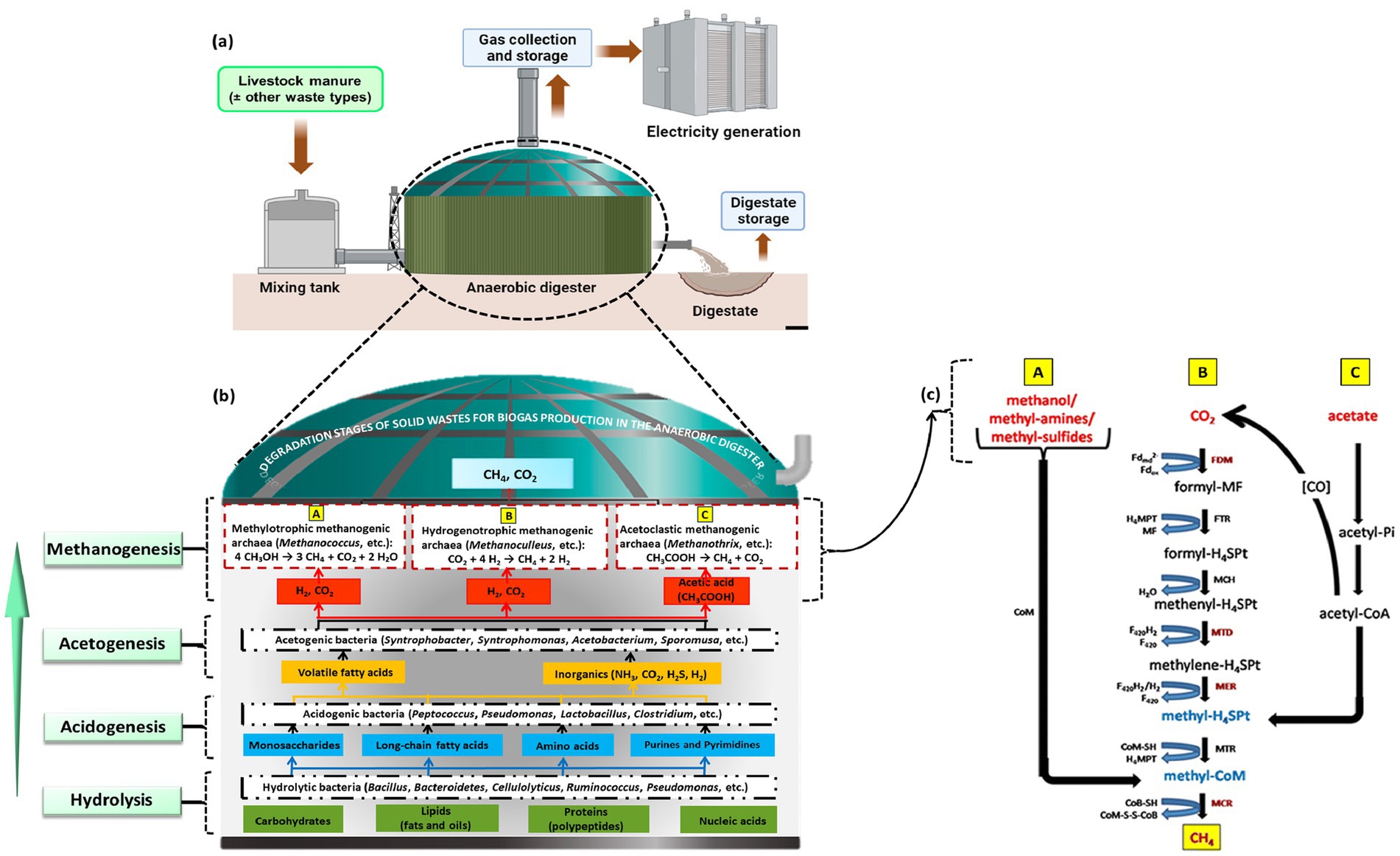 Diagram illustrating the anaerobic digestion process for biogas production. It includes a mixing tank, anaerobic digester, gas collection, electricity generation, and digestate storage. Waste is processed through stages: hydrolysis, acidogenesis, acetogenesis, and methanogenesis. Methanogenesis involves different methanogenic archaea, with chemical pathways converting methanol, CO2, and acetate into methane (CH4).