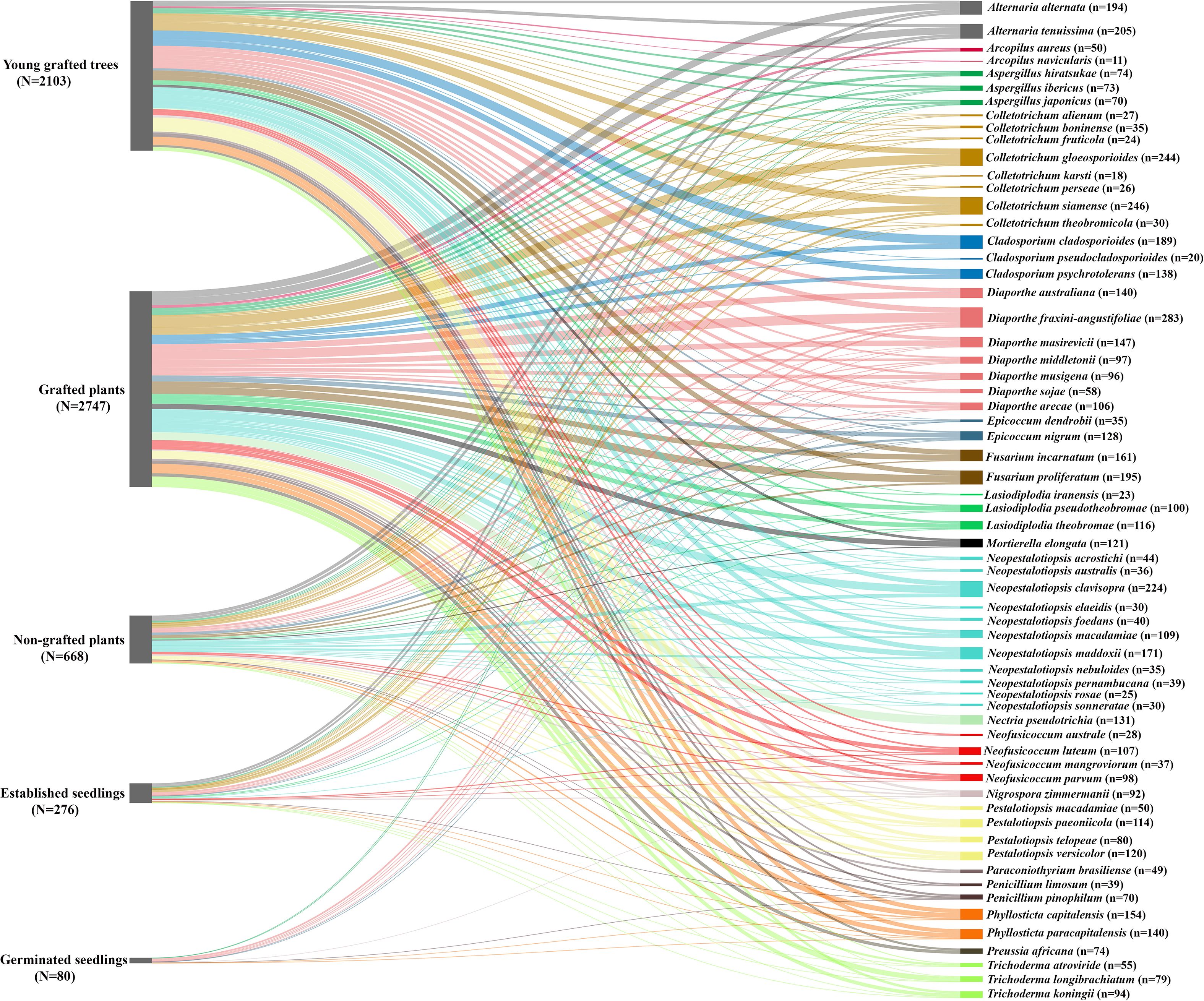 Sankey diagram illustrating the distribution of fungal species across five macadamia nursery plant growth stages. Colored flows connect plant growth stage to specific species on the right, with corresponding counts for each species. The flows indicate transitions and proportions, highlighting species prevalence and connections across plant growth stages.