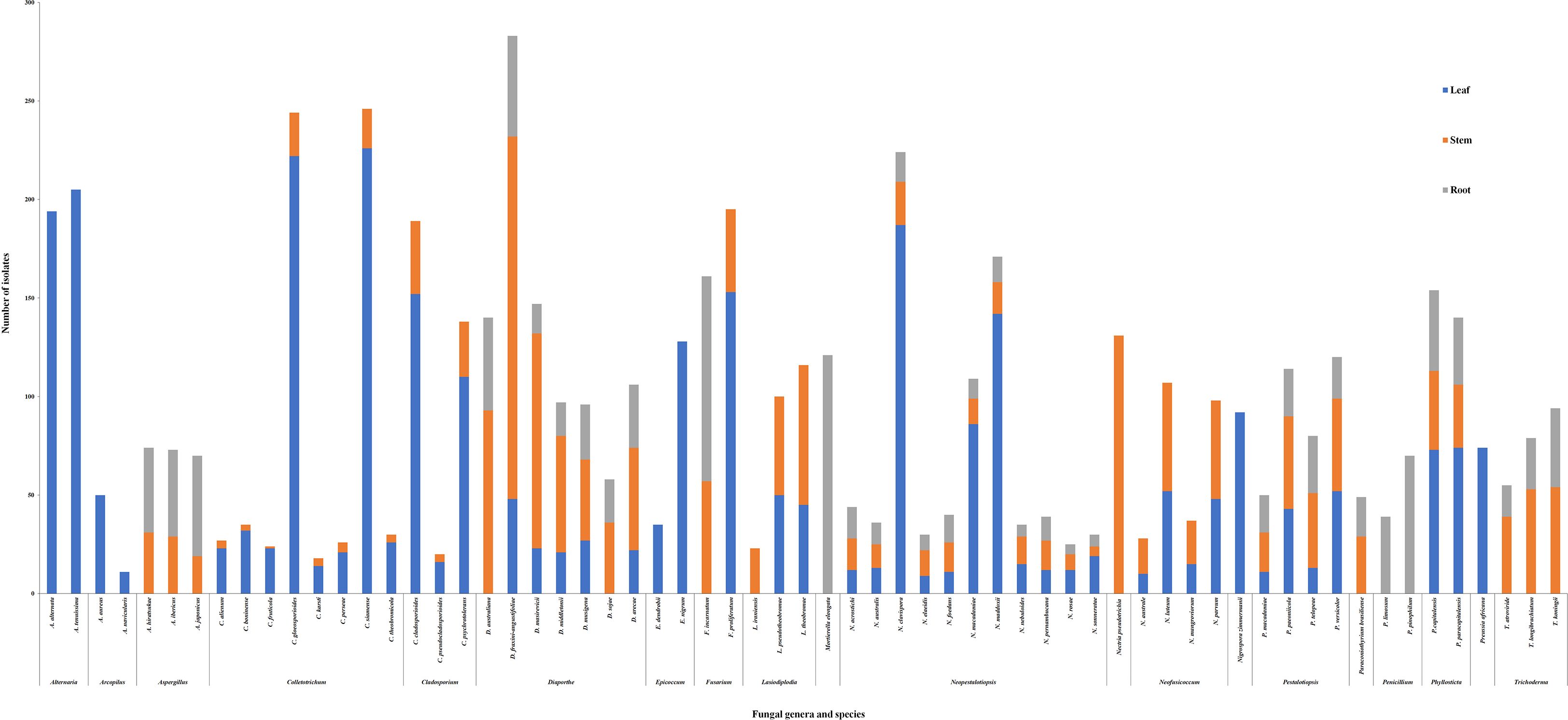 Bar chart depicting the number of isolates for different fungal species. The bars are categorized by plant parts: leaf (blue), root (orange), and stem (gray). The chart compares isolate counts across various species, displaying varying heights for each category.