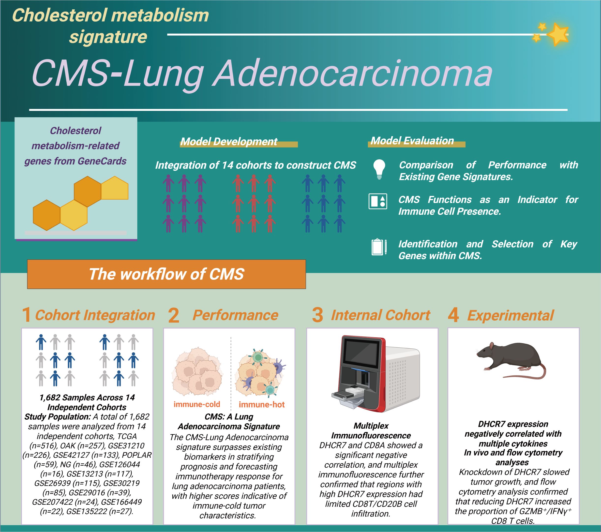 Infographic on CMS-Lung Adenocarcinoma detailing the cholesterol metabolism signature process. Sections include Model Development with cohort integration and evaluation, and the workflow of CMS. Panels show cohort integration (1,682 samples from 14 cohorts), performance indicators, internal cohort analysis using multiplex immunofluorescence, and experimental findings on DHCR7 expression effects in vivo, featuring a laboratory mouse illustration.