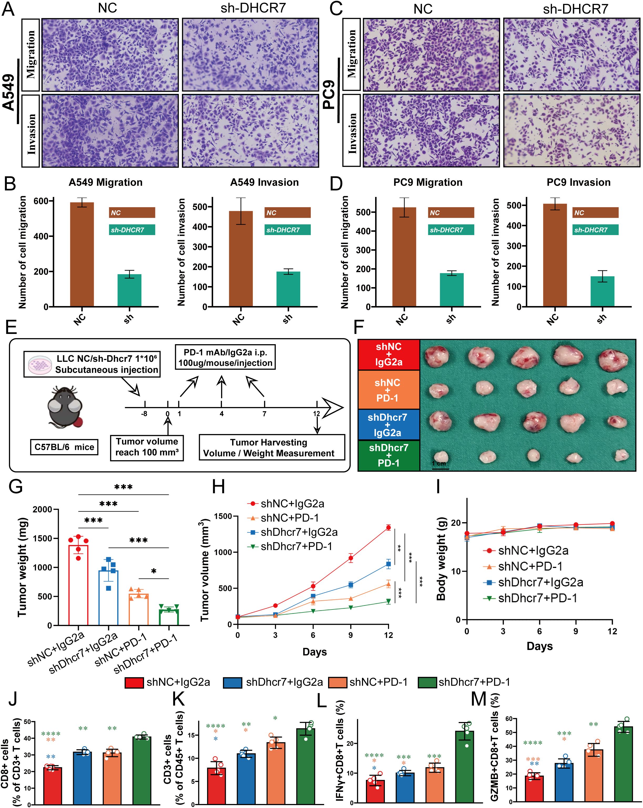 Panel of scientific images and graphs related to cell migration, invasion, and tumor studies. Panels A and C show microscopic images of A549 and PC9 cells, with normal control (NC) and sh-DHCR7 comparisons for migration and invasion. Panels B and D display bar graphs quantifying cell migration and invasion numbers for A549 and PC9, showing decreased activity with sh-DHCR7. Panel E outlines the experimental protocol using mice and treatment schedules. Panel F presents harvested tumors, displaying different treatments. Panels G, H, and I include graphs depicting tumor weight, volume, and body weight changes over days. Panels J, K, and M show bar graphs of cell populations and responses, highlighting differences between treatments.