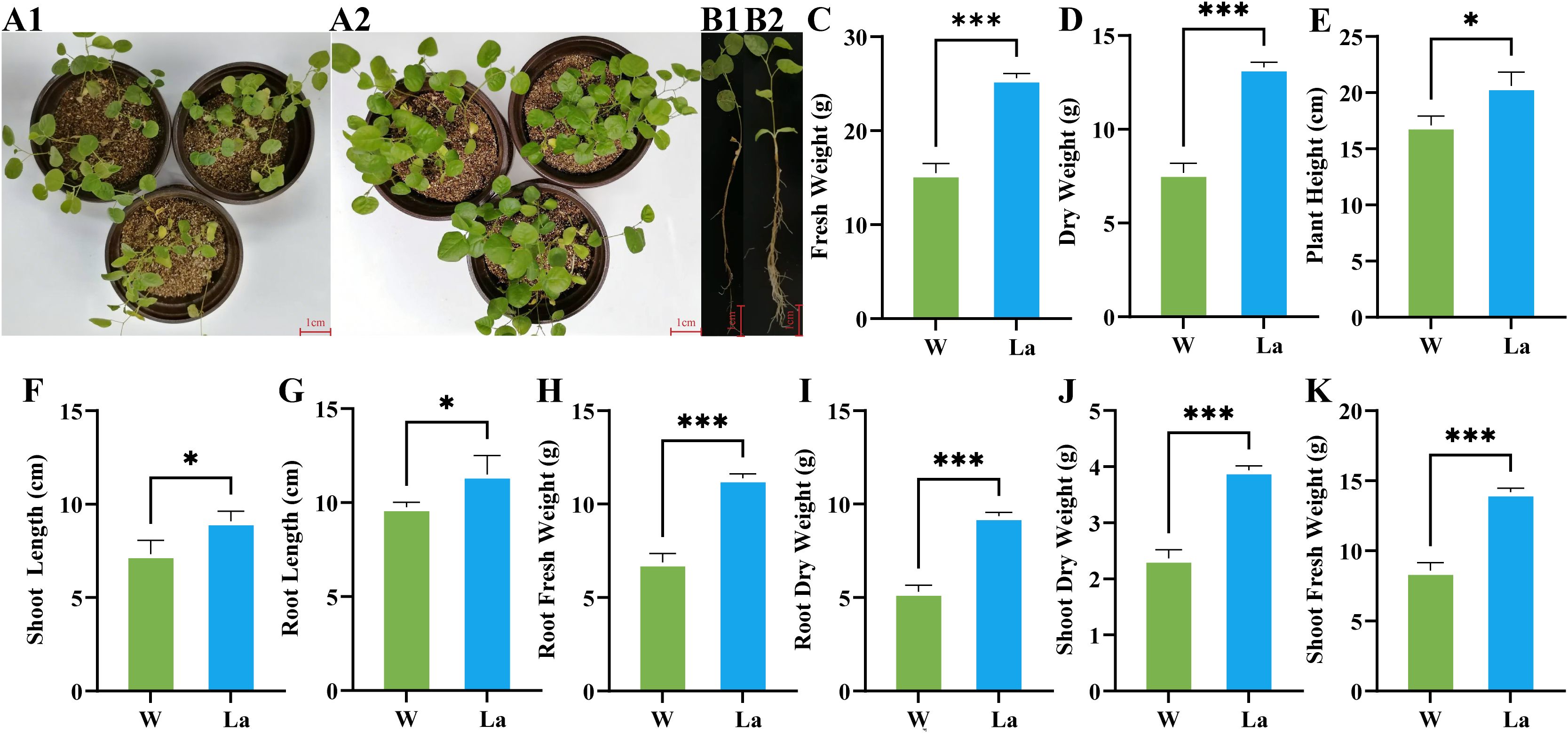Three sections of an experiment comparing plant growth. A1 and A2 show plant pots with different leaf densities. B1 and B2 depict plant roots. Graphs C to K show growth comparisons between treatments W (green) and La (blue) for fresh weight, dry weight, height, and lengths, with significant differences denoted by asterisks.