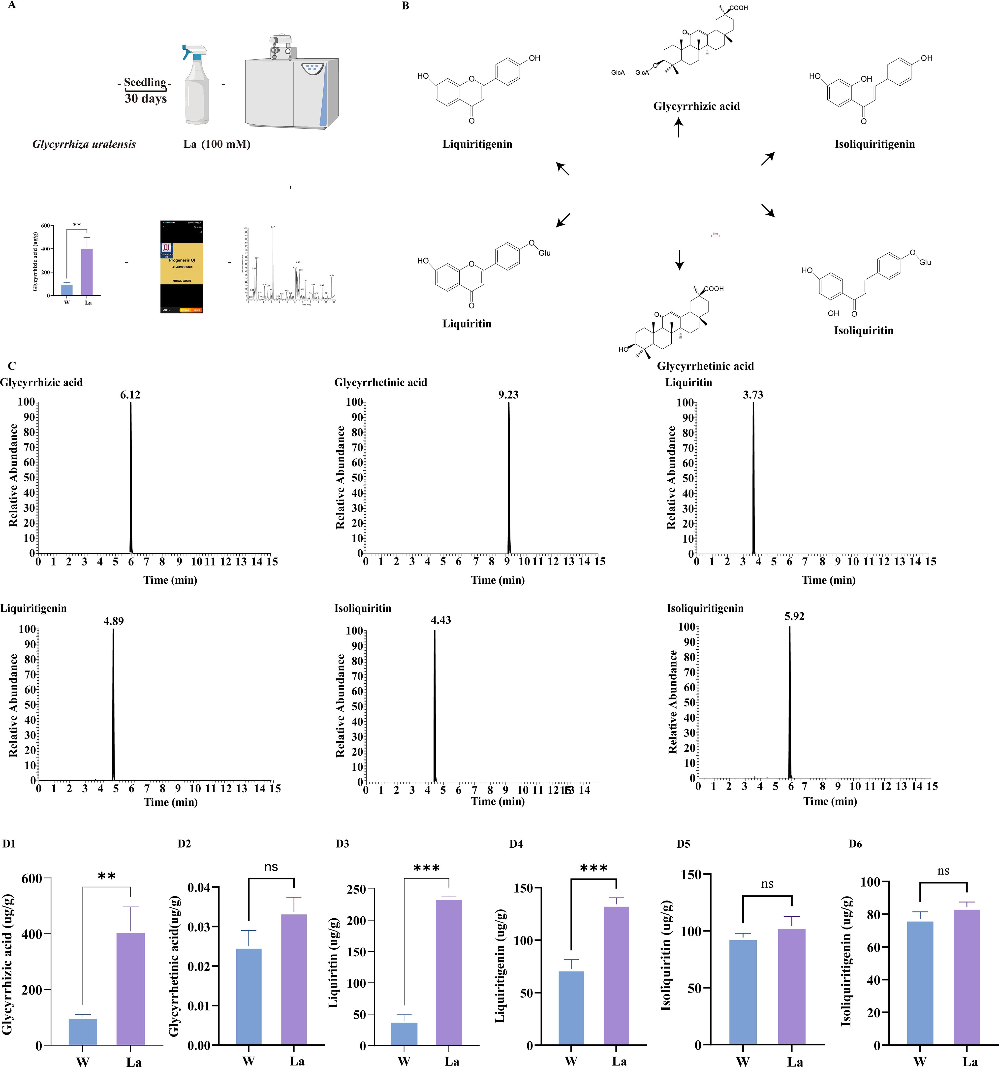 Illustration showing the effects of a 100 nanomolar La treatment on Glycyrrhiza uralensis seedlings, detailing chemical structures and chromatograms of glycyrrhizic acid, glycyrrhetinic acid, liquiritigenin, liquiritin, and isoliquiritigenin. Bar graphs compare concentrations of these compounds in water (W) versus La-treated samples, showing significant differences in glycyrrhizic acid, liquiritin, and liquiritigenin levels, but not in other components.