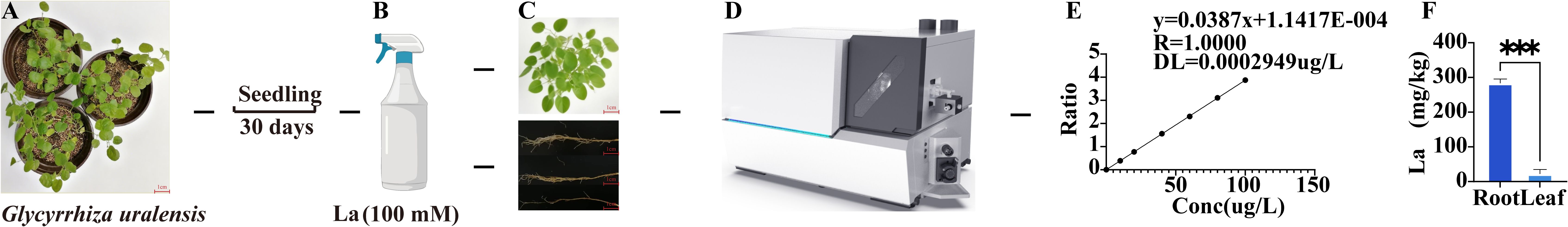 Three panels showing Glycyrrhiza uralensis plants. Panel A depicts seedlings in pots labeled with a scale. Panel B shows a spray bottle with La (lanthanum) 100 millimolar. Panel C presents treated plants with root detail. Panel D illustrates an analytical instrument. Panel E contains a graph showing a linear calibration curve with equation, R-value, and detection limit. Panel F displays a bar chart comparing La concentration in root and leaf, with root showing significantly higher levels.