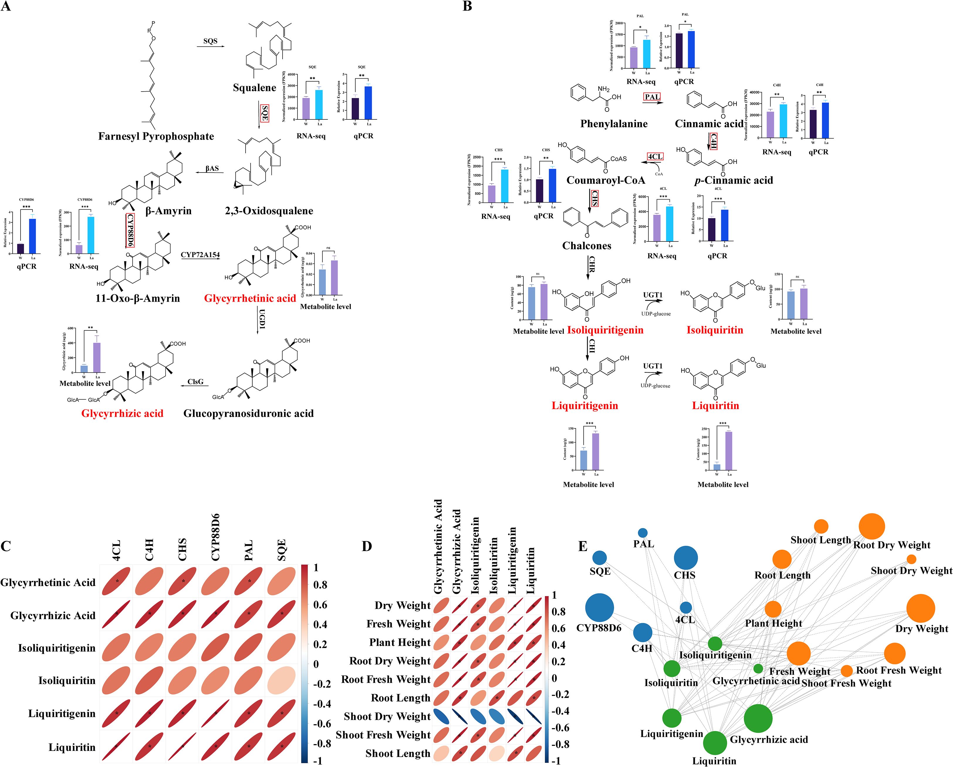 Flowcharts and graphs illustrate biochemical pathways and correlations in licorice. Panel A details the biosynthesis pathway of glycyrrhizic acid. Panel B shows the flavonoid biosynthesis pathway. Panel C displays a correlation matrix with color gradients indicating positive or negative correlations among compounds and genes. Panel D provides a heatmap of correlations between key compounds and plant traits. Panel E is a network diagram connecting biochemical compounds and plant growth traits, highlighting associations. Statistical significance is indicated in bar graphs within panels.