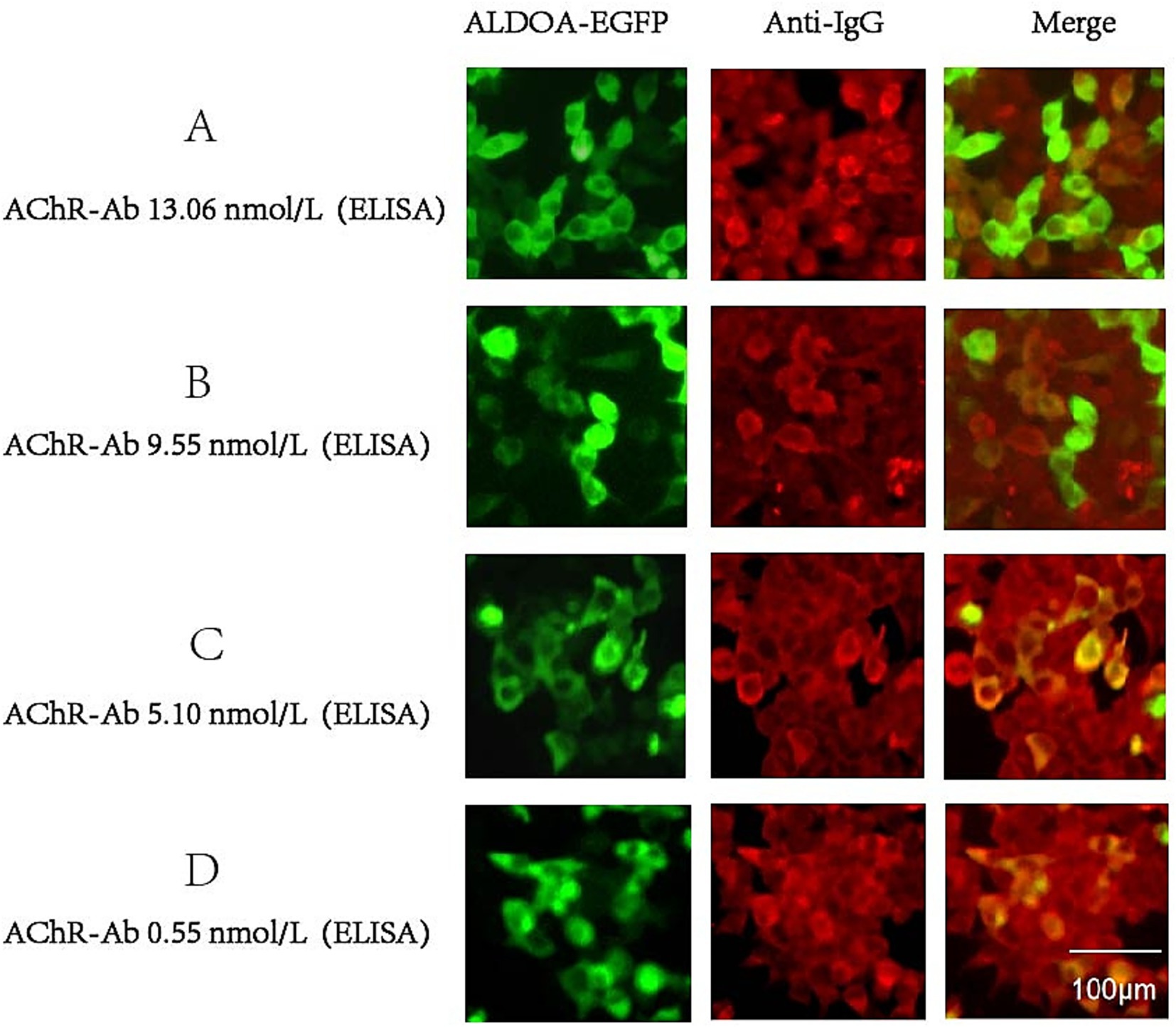 Fluorescence microscopy images in four panels labeled A to D, showing ALDOA-EGFP (green), Anti-IgG (red), and merged images. Each row represents different AChR-Ab concentrations: A (13.06 nmol/L), B (9.55 nmol/L), C (5.10 nmol/L), and D (0.55 nmol/L). Fluorescence intensity decreases from A to D. Scale bar at 100 micrometers.