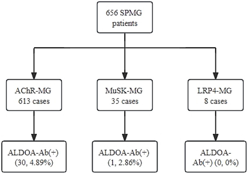 Flowchart showing the distribution of 656 SPMG patients. Three branches indicate AChR-MG with 613 cases, MuSK-MG with 35 cases, and LRP4-MG with 8 cases. Each branch further breaks down into ALDOA-Ab positive cases: AChR-MG has 30 cases (4.89%), MuSK-MG has 1 case (2.86%), and LRP4-MG has 0 cases (0%).