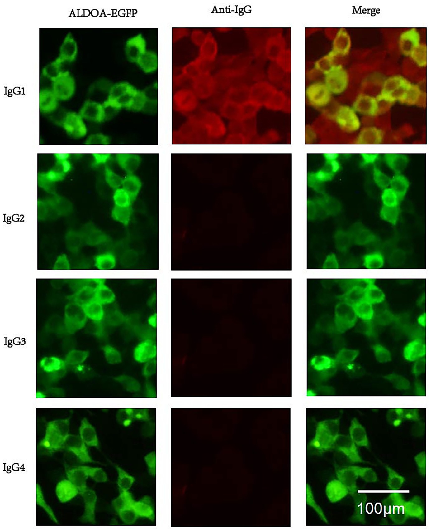 Fluorescence microscopy images showing four different IgG types (IgG1 to IgG4) in three columns: ALDOA-EGFP (green), Anti-IgG (red), and Merge. ALDOA-EGFP shows prominent green fluorescence across all IgG types. Anti-IgG shows red fluorescence only in IgG1. Merged images combine both colors, illustrating overlap or separation. A scale bar indicates 100 micrometers.