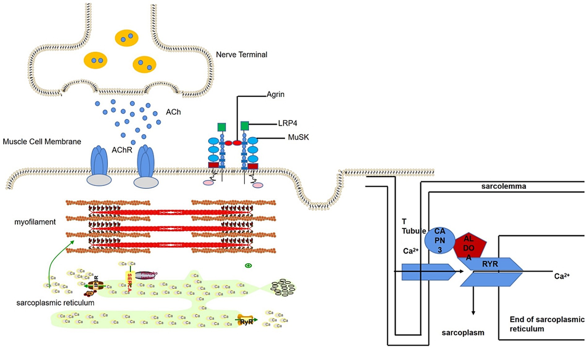 Diagram depicting the neuromuscular junction and related processes. A nerve terminal releases acetylcholine (ACh) into the synaptic cleft, binding to acetylcholine receptors (AChR) on the muscle cell membrane. Proteins Agrin, LRP4, and MuSK are labeled at the junction. Myofilaments and sarcoplasmic reticulum are beneath the membrane, showing calcium ions (Ca2+) flow. Right panel shows a T-tubule with proteins controlling Ca2+ release, including RYR, CaPN3, ALDOA, leading to muscle contraction.