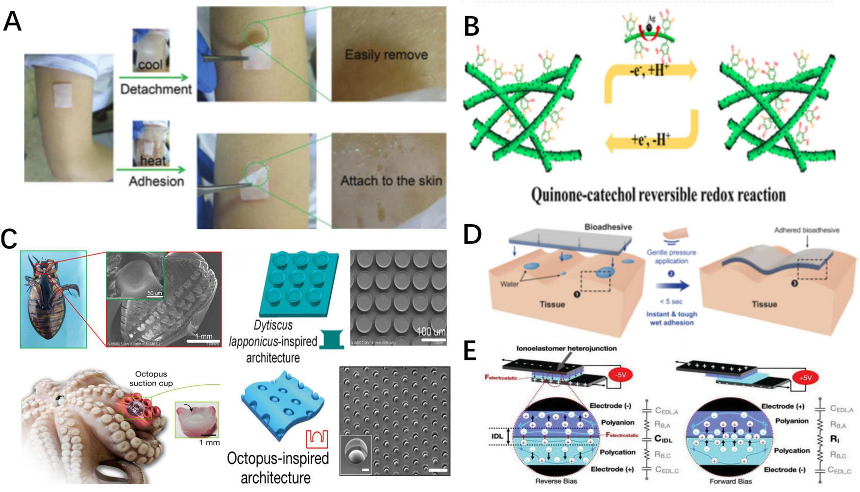 Panel A shows a patch on skin demonstrating temperature-controlled detachment and adhesion. Panel B illustrates a quinone-catechol reversible redox reaction. Panel C compares insect and octopus-inspired adhesive architectures with a photo of each and detailed views of their structures. Panel D demonstrates bioadhesive application on tissue with steps for pressure-induced adhesion. Panel E depicts the ionoelastomer heterojunction, showing electrode orientation and ion concentration under reverse and forward biases.