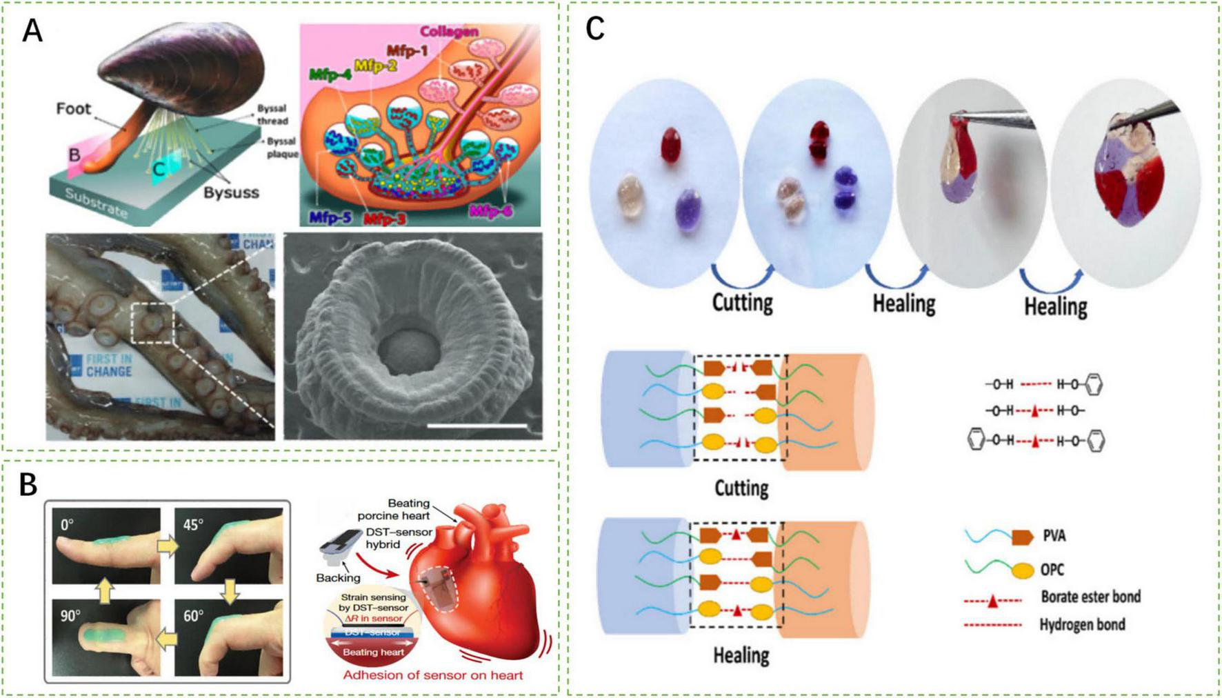 Three-part scientific illustration. A) Depicts a mussel foot and biological structures involved in adhesion, with microscopic and close-up images of the adhesion mechanism of mussel foot. B) Shows sensor application on finger joints at various angles and on a heart, demonstrating strain sensing. C) Displays a self-healing material process with images of material being cut and healed, supported by diagrams of reversible molecular bonds involved.