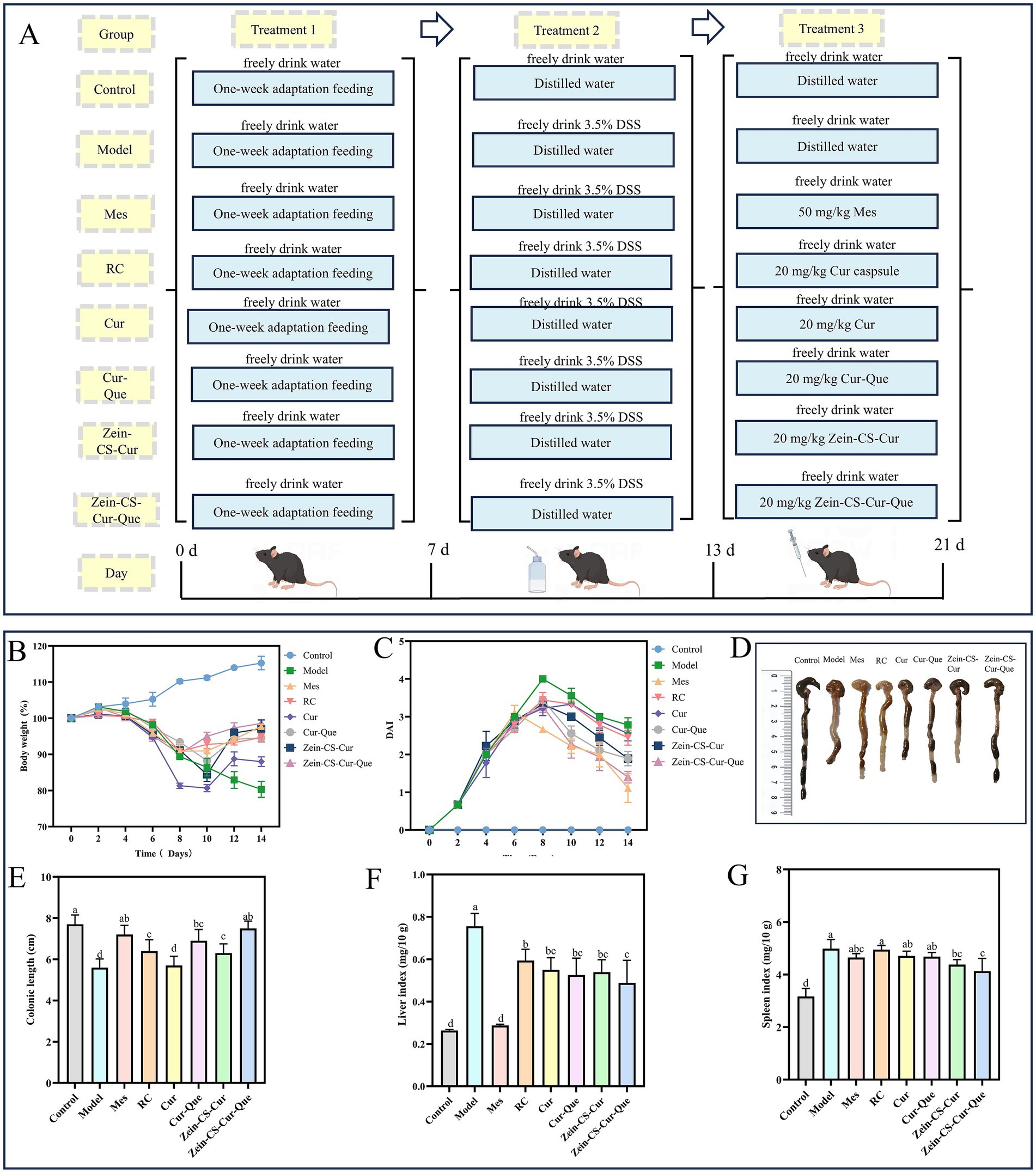 The image contains a series of panels showing an experimental design and results. Panel A outlines treatment schedules for different groups of mice over 21 days with various treatments and water intake. Panels B and C present line graphs of body weight and disease activity index over time, with multiple group comparisons. Panel D displays images of colons from each group. Panels E to G show bar graphs comparing colon length, liver index, and spleen index among the different treatment groups. Each graph and image set is labeled with group names and data points.