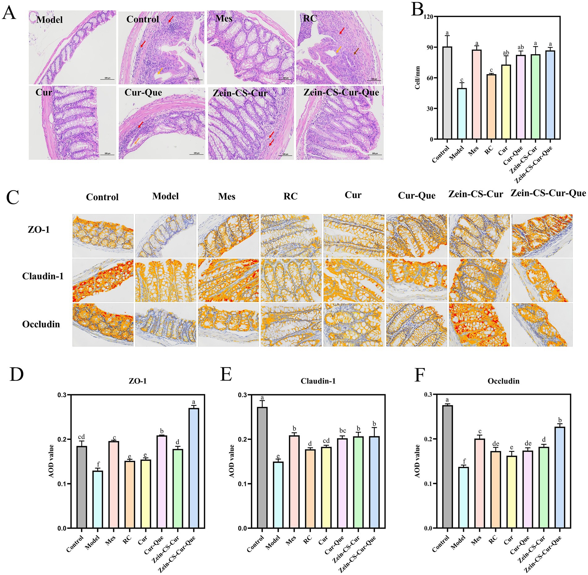 Histological study and bar graphs depicting the effects of various treatments on intestinal tissue and protein expression. Panel A shows stained tissue sections under different conditions: Control, Model, Mes, RC, Cur, Cur-Que, Zein-CS-Cur, and Zein-CS-Cur-Que. Panel B presents a bar graph comparing goblet cell count across treatments. Panel C displays protein expression of ZO-1, Claudin-1, and Occludin stained in different tissue samples. Panels D, E, and F illustrate bar graphs for the expression levels (AOD values) of ZO-1, Claudin-1, and Occludin, respectively, highlighting statistical differences among treatments.