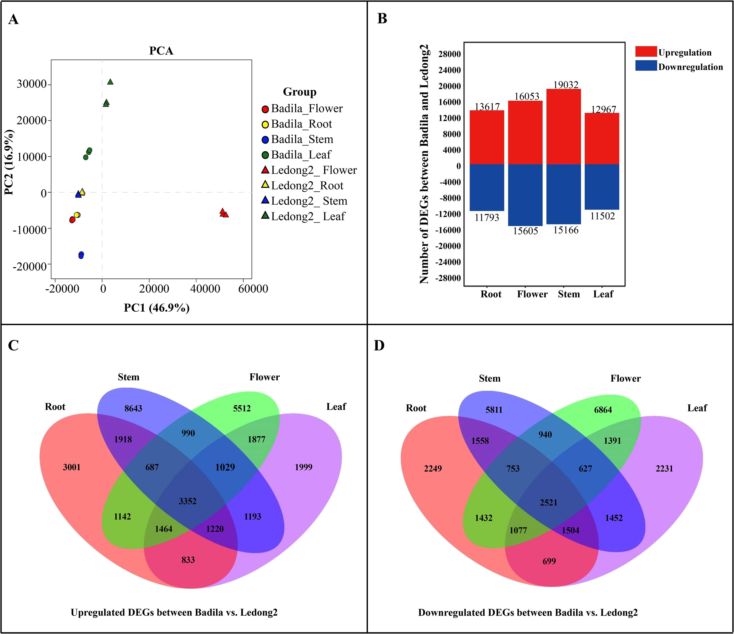 Panel A shows a PCA plot with different groups of plant parts from Badila and Ledong2, differentiating by color and shape. Panel B is a bar chart displaying the number of upregulated and downregulated DEGs between Badila and Ledong2 in root, flower, stem, and leaf tissues. Panels C and D are Venn diagrams illustrating the overlap of upregulated and downregulated DEGs between Badila and Ledong2 across different plant parts, showing numbers in intersecting regions.