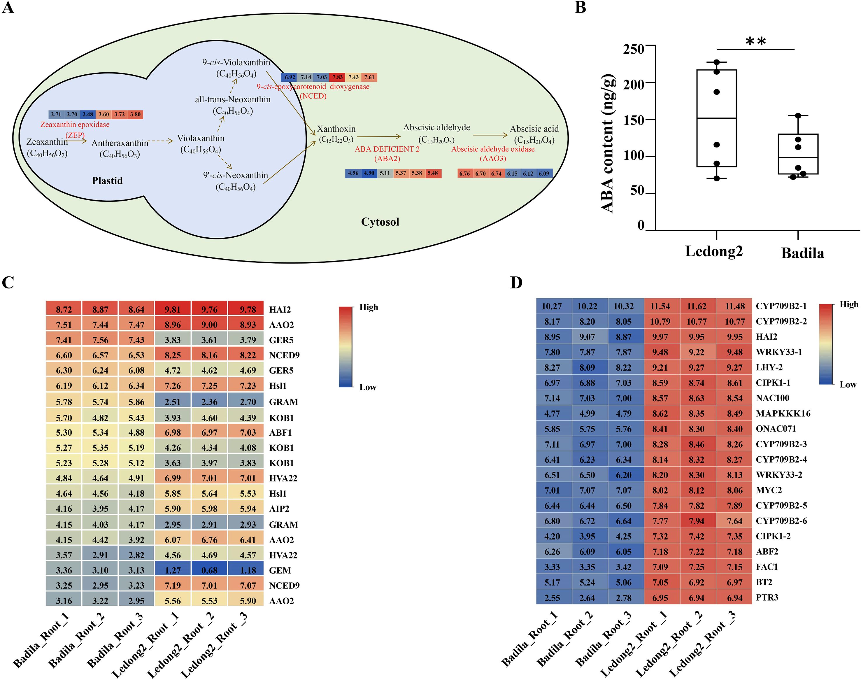 Diagram labeled A shows the biosynthesis pathway of abscisic acid in plastids and cytosol with highlighted genes. Chart B is a box plot comparing ABA content in Ledong2 and Badila, showing higher levels in Ledong2 with statistical significance. Heatmap C displays gene expression levels in Badila and Ledong2 roots, with colors indicating high to low expression. Heatmap D shows another set of gene expression levels, also using a color gradient for expression intensity.
