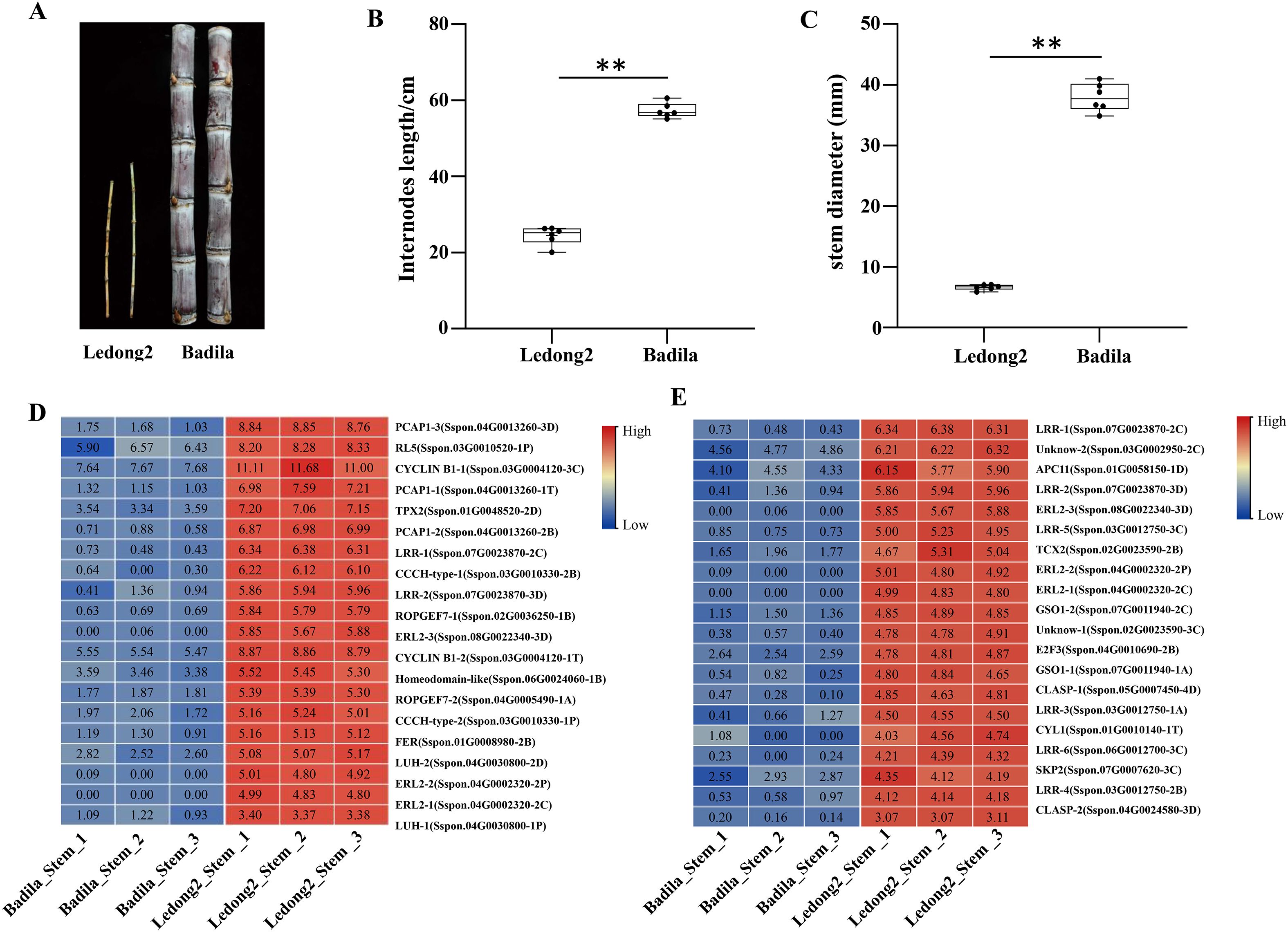 Composite image with multiple panels:  A. Comparison of Ledong2 and Badila plant stems with visible differences in internode sizes. B. Box plot showing significantly longer internodes for Badila compared to Ledong2. C. Box plot showing larger stem diameter for Badila, with a statistically significant difference. D. Heatmap of gene expression data for various genes in Badila and Ledong2 stems, showing a range from high (red) to low (blue). E. Another heatmap showing different gene expression levels in both stem types, with color gradients indicating expression intensity.