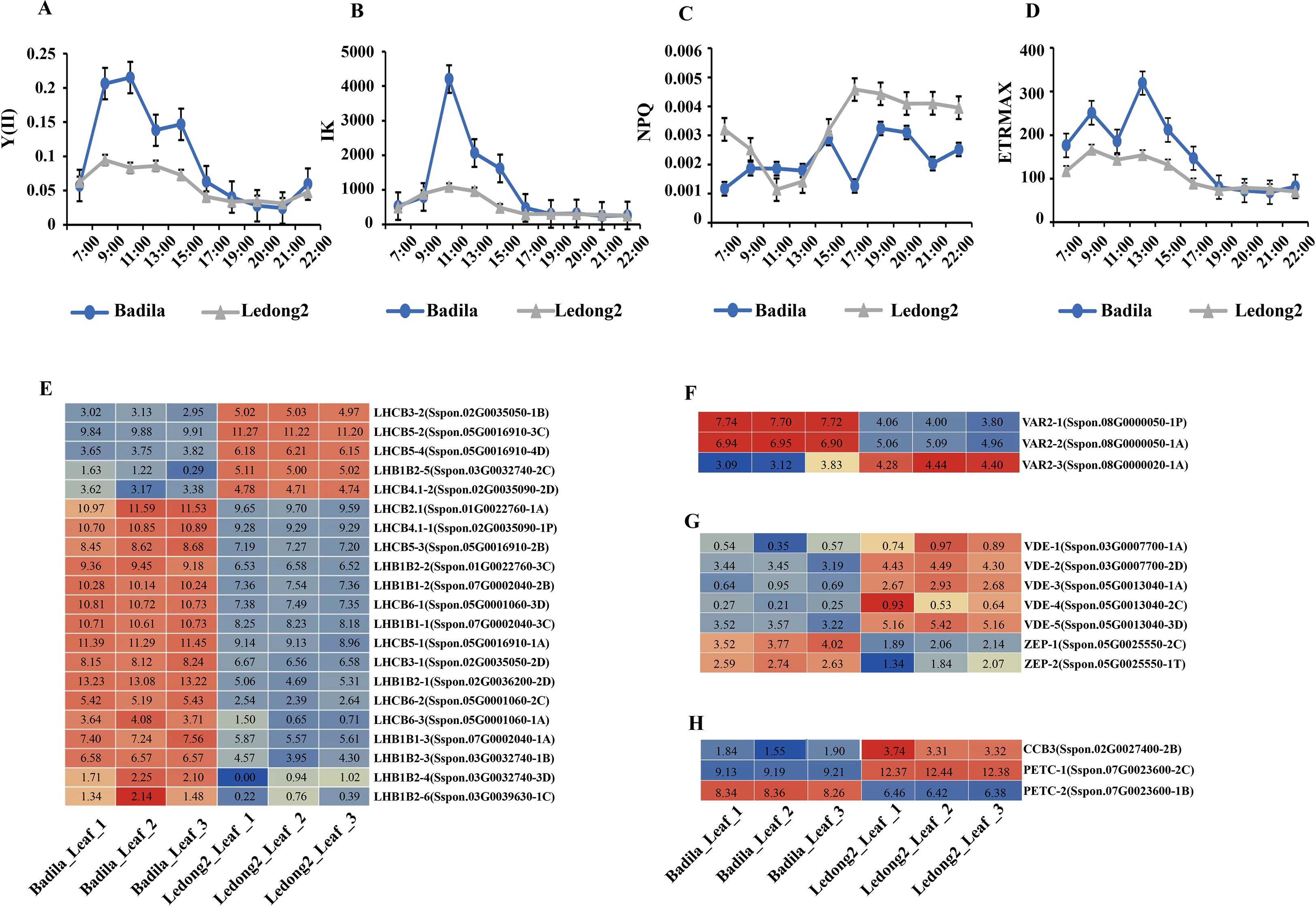 Graphs and heatmaps comparing “Badila” and “Ledong2” plants. Charts A-D show data for Y(II), IK, NPQ, and ETRMAX over time, with “Badila” marked in blue and “Ledong2” in gray. Heatmaps E-H display gene expression data across different leaves for both plants, with color indicating expression levels.