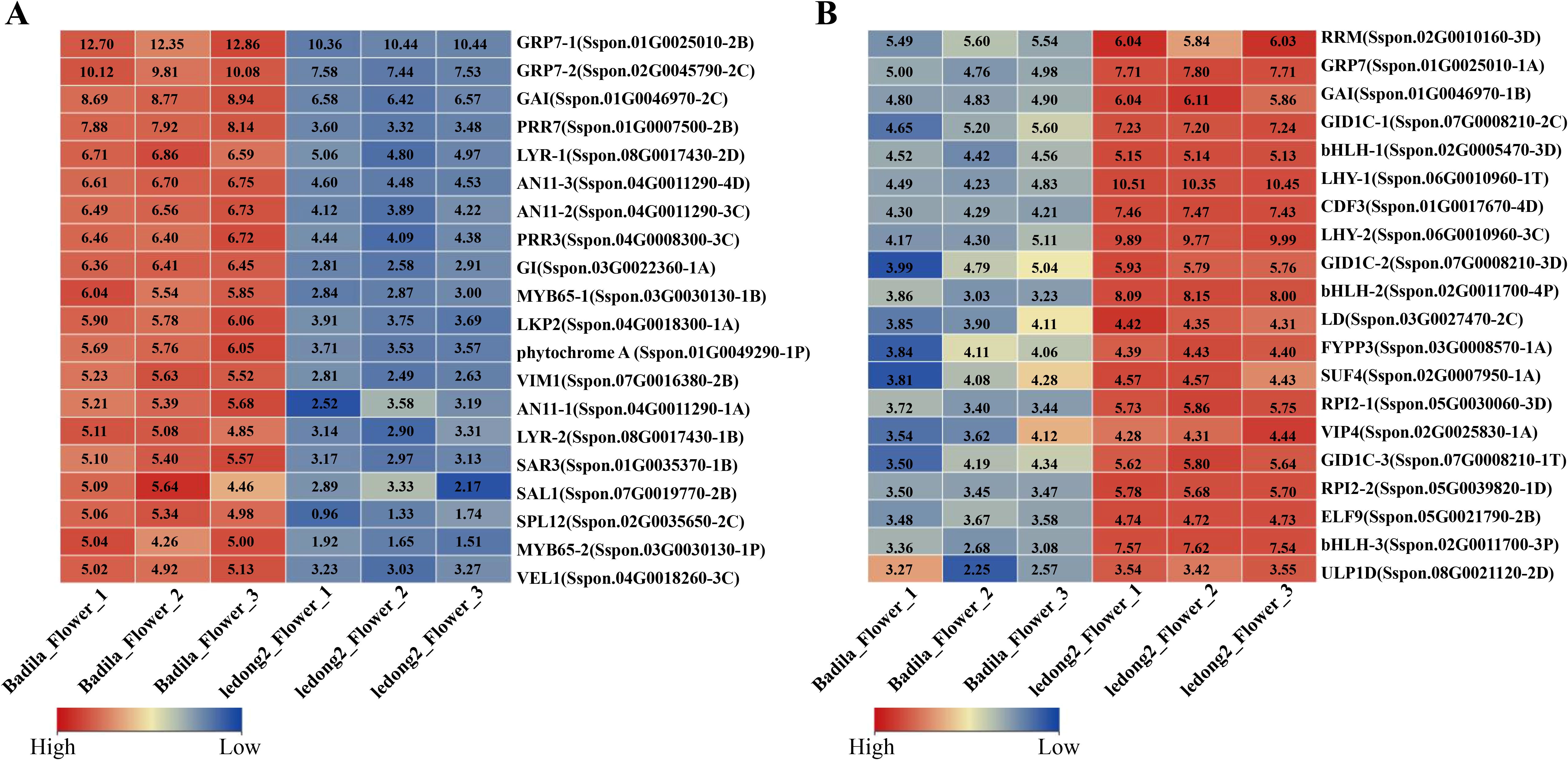 Heatmap visualization showing expression levels of genes in two categories, A and B, across three stages (Flower 1, 2, and 3) for two types (Badila and ledong2). Colors range from blue (low expression) to red (high expression). Each grid cell contains numerical values representing expression levels.