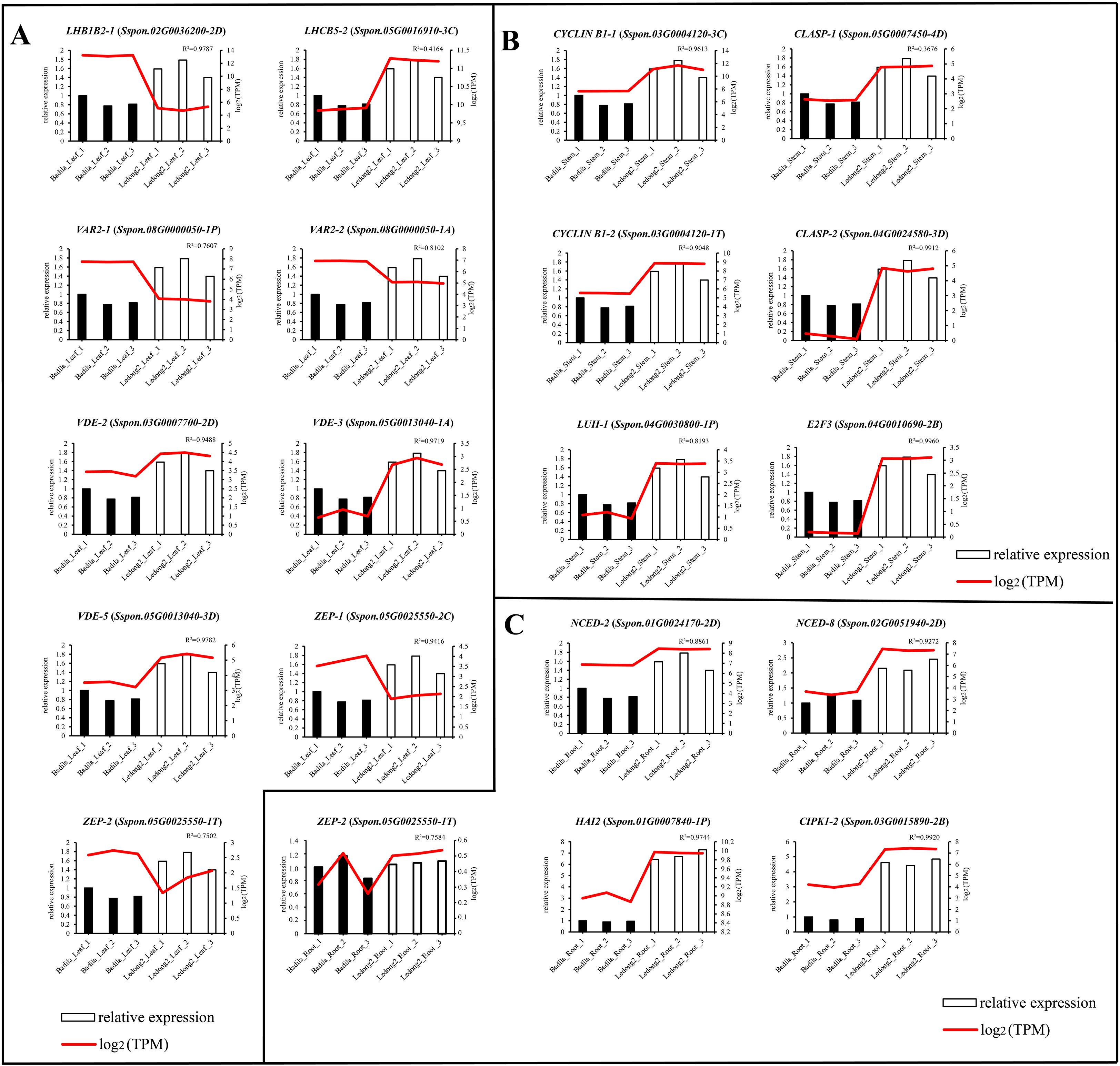 Nine sets of bar and line charts display gene expression data across different samples divided into three panels, A, B, and C. Each chart illustrates relative expression levels with black bars and a corresponding line for log2-transformed TPM values in red. Specific genes are labeled at the top of each chart, indicating significant changes in expression across various conditions or treatments. The layout suggests a comparative analysis of expression patterns, highlighted by differences in expression levels and statistical significance denoted by p-values.