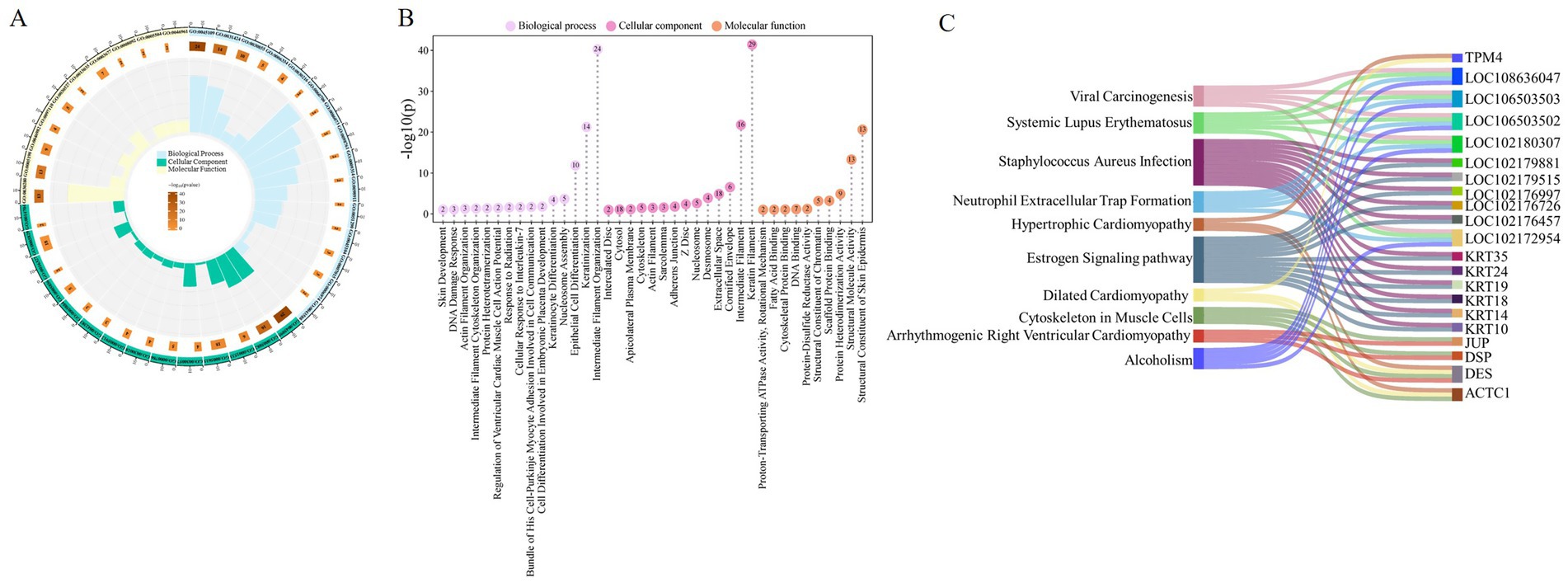 Three-panel data visualization. Panel A: Circular bar chart showing gene ontology terms classified into biological process, cellular component, and molecular function. Colors represent significance levels. Panel B: Bar chart of gene ontology terms with significance values, showing biological process, cellular component, and molecular function in different colors. Panel C: Sankey diagram illustrating the relationship between genes and specific pathways or conditions, indicating connections like viral carcinogenesis and cardiomyopathy through color-coded flows.