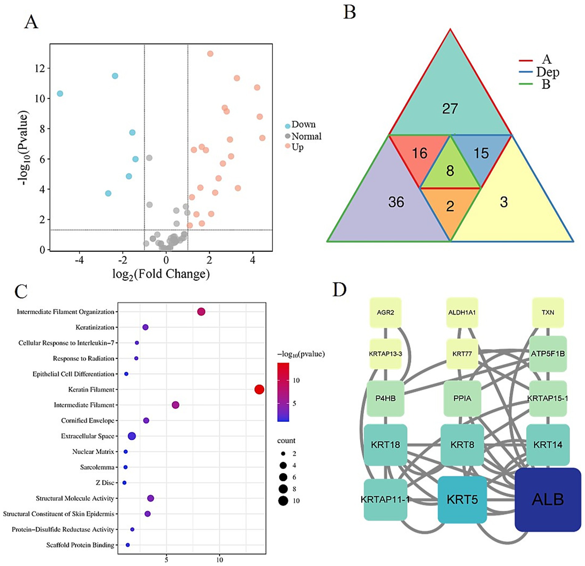 Panel A shows a scatter plot with points indicating down-regulated, normal, and up-regulated values plotted against log2(fold change) and -log10(p-value). Panel B presents a triangular Venn diagram with numbered sections. Panel C is a bubble chart showing biological processes, colored by p-value intensity, with bubble size reflecting count. Panel D displays a network diagram with nodes labeled with gene names, showing interactions among them.