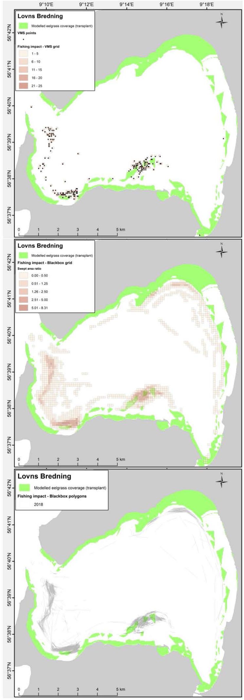 Series of three maps depicting Lovns Bredning. The maps show modeled eelgrass coverage in green and varying fishing impacts. The first map includes VMS points and fishing impact grids ranging from one to twenty-five. The second map shows the fishing impact as a swept area ratio from zero to eight point three one. Thethird map highlights fishing impact for the year 2018 as blackbox polygons. Scale and compass indicators are present, with geographic coordinates at the top.