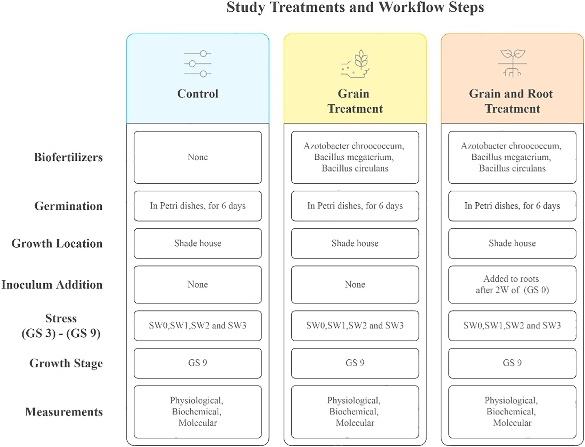 Study Treatments and Workflow Steps chart presents three columns: Control, Grain Treatment, and Grain and Root Treatment. Each column lists steps for Biofertilizers, Germination, Growth Location, Inoculum Addition, Stress, Growth Stage, and Measurements. Control uses no biofertilizers, while the other two use Azotobacter chroococcum, Bacillus megaterium, and Bacillus circulans. Germination occurs in Petri dishes for six days, and growth location is a shade house for all three. Only Grain and Root Treatment involves adding inoculum to roots after two weeks. Stress and Growth Stage are consistent across all, with measurements being physiological, biochemical, and molecular.