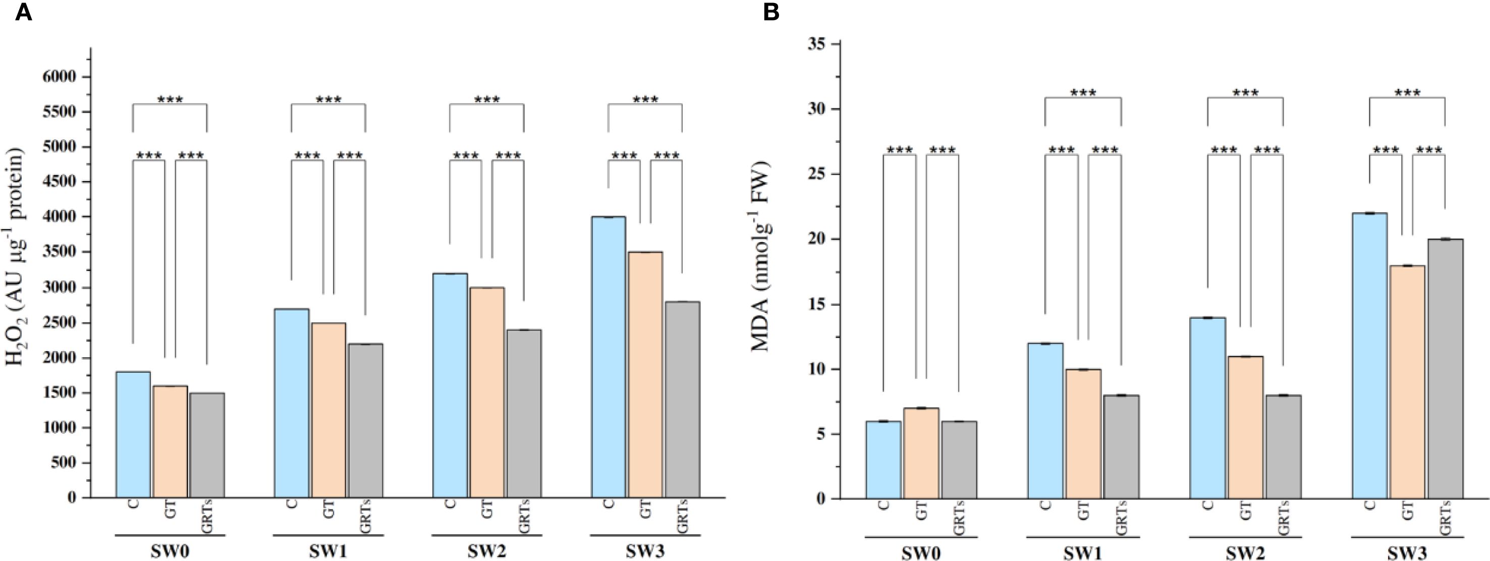 Bar charts showing hydrogen peroxide (Hâ‚‚Oâ‚‚) levels in panel A and malondialdehyde (MDA) levels in panel B across four treatments: C, GT, and GRTs, under conditions SW0, SW1, SW2, and SW3. Significant differences are marked with asterisks.
