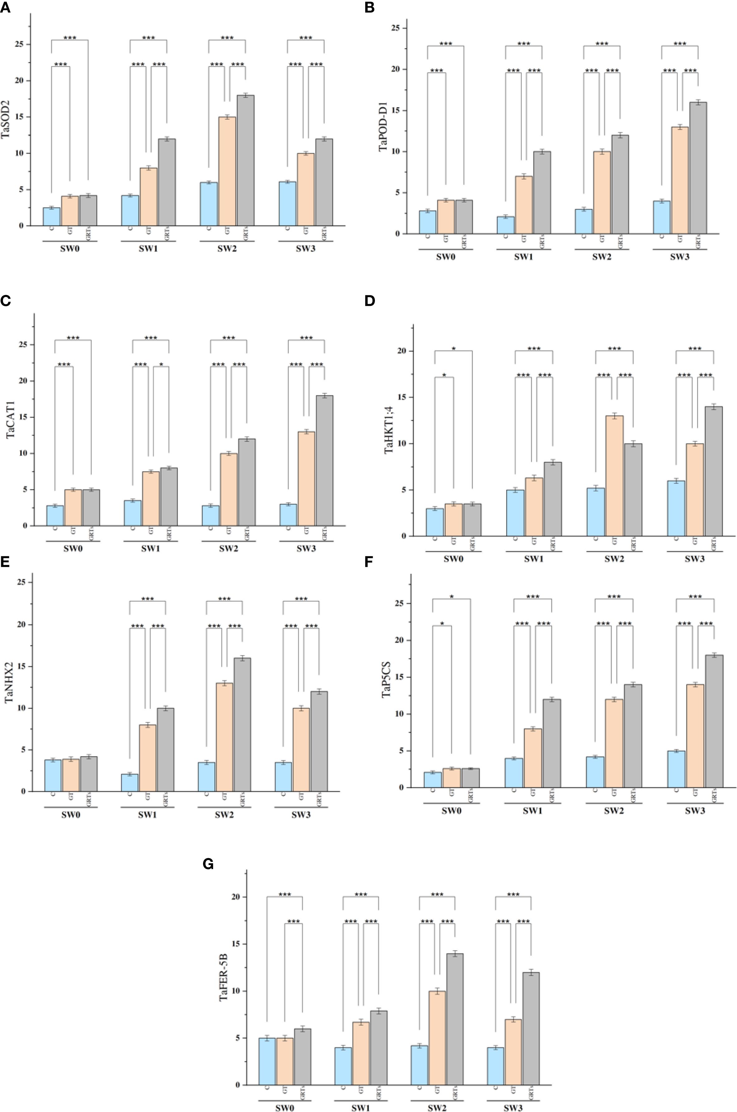 Bar charts labeled A to G display gene expression levels across different conditions (SW0, SW1, SW2, SW3) for genes TaSOD2, TaPOD-D1, TaCAT1, TaHKTI1-4, TaNHX2, TaP5CS, and TaFER-5B. Each bar represents different treatment groups C, GT, GRTs, with values differing significantly, as indicated by asterisks.