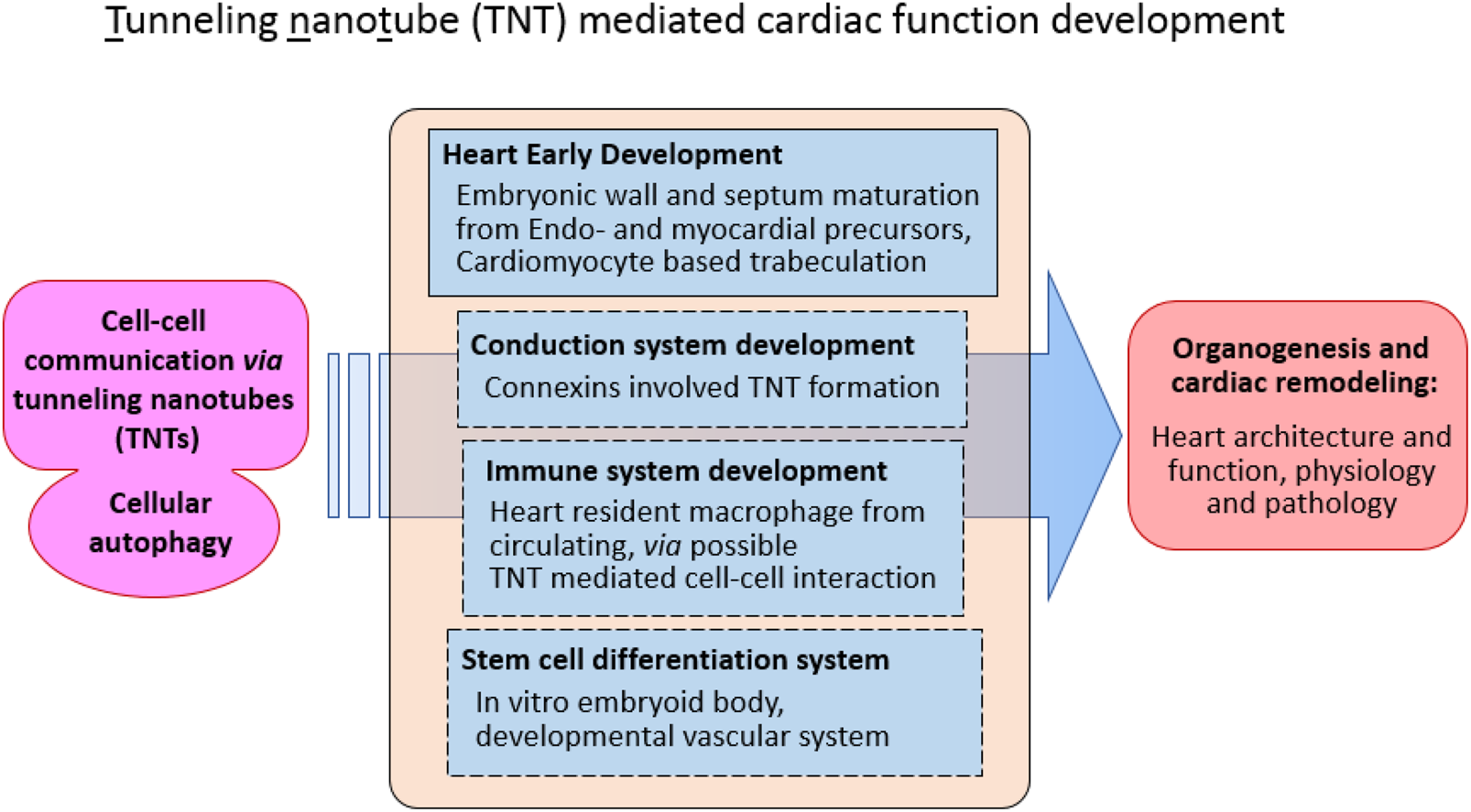 Flowchart illustrating tunneling nanotube-mediated cardiac function development. It begins with cell-cell communication through TNTs and cellular autophagy. The process includes heart early development, conduction system development via connexins, immune system development involving macrophages, and stem cell differentiation. It ends with organogenesis and cardiac remodeling, focusing on heart architecture, function, physiology, and pathology.