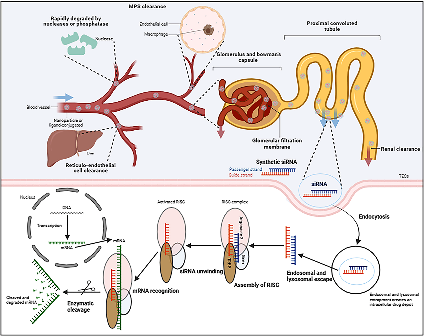 Diagram illustrating the process of synthesizing siRNA silencing a desired gene in kidney cells. The top section shows the challenges for successful renal siRNA delivery following systemic circulation, including degradation by serum enzymes and immune responses, as well as various barriers prior to cellular uptake. The bottom section details the intracellular mechanism: the siRNA incorporates into RISC, the guide strand directs AGO2-mediated mRNA cleavage, resulting in target gene silencing.