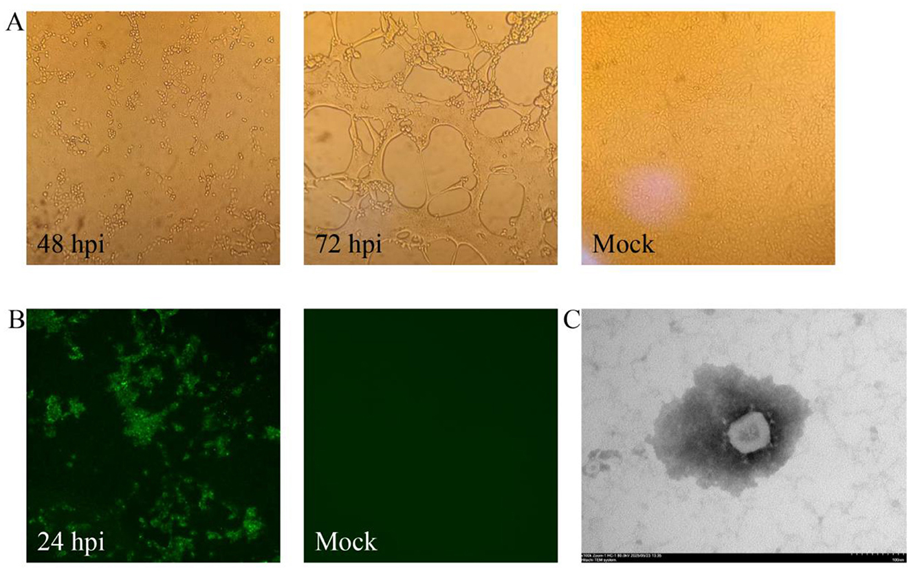 Panel A shows three microscopic images of cells at 48 hours post-infection (hpi), 72 hpi, and a mock control. Panel B contains two fluorescent images demonstrating infected cells at 24 hpi and a mock control. Panel C displays a transmission electron microscopy image of a viral particle.