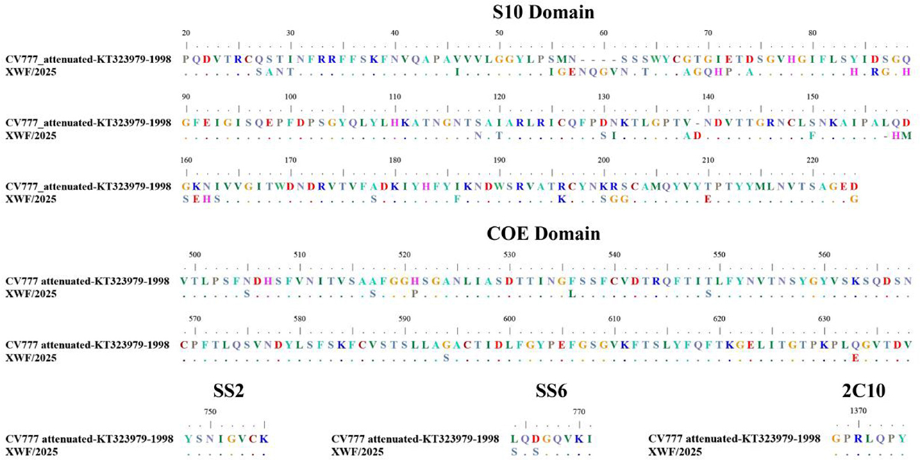 A sequence alignment comparison of two domains, S10 and COE, between CV777 attenuated-KT323979-1998 and XWF/2025 strains. Amino acids are shown in color, indicating differences and similarities across the sequences. Specific regions, SS2, SS6, and 2C10, are highlighted below the main sequence alignment to emphasize key variations or conserved areas.