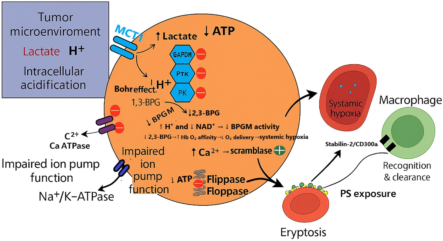 Diagram illustrating the effects of tumor microenvironment-induced intracellular acidification. It shows how lactate and protons reduce ATP levels, impair ion pump function, and increase intracellular calcium, leading to systemic hypoxia. This causes erythrocytes to undergo eryptosis, with phosphatidylserine exposure prompting recognition and clearance by macrophages.
