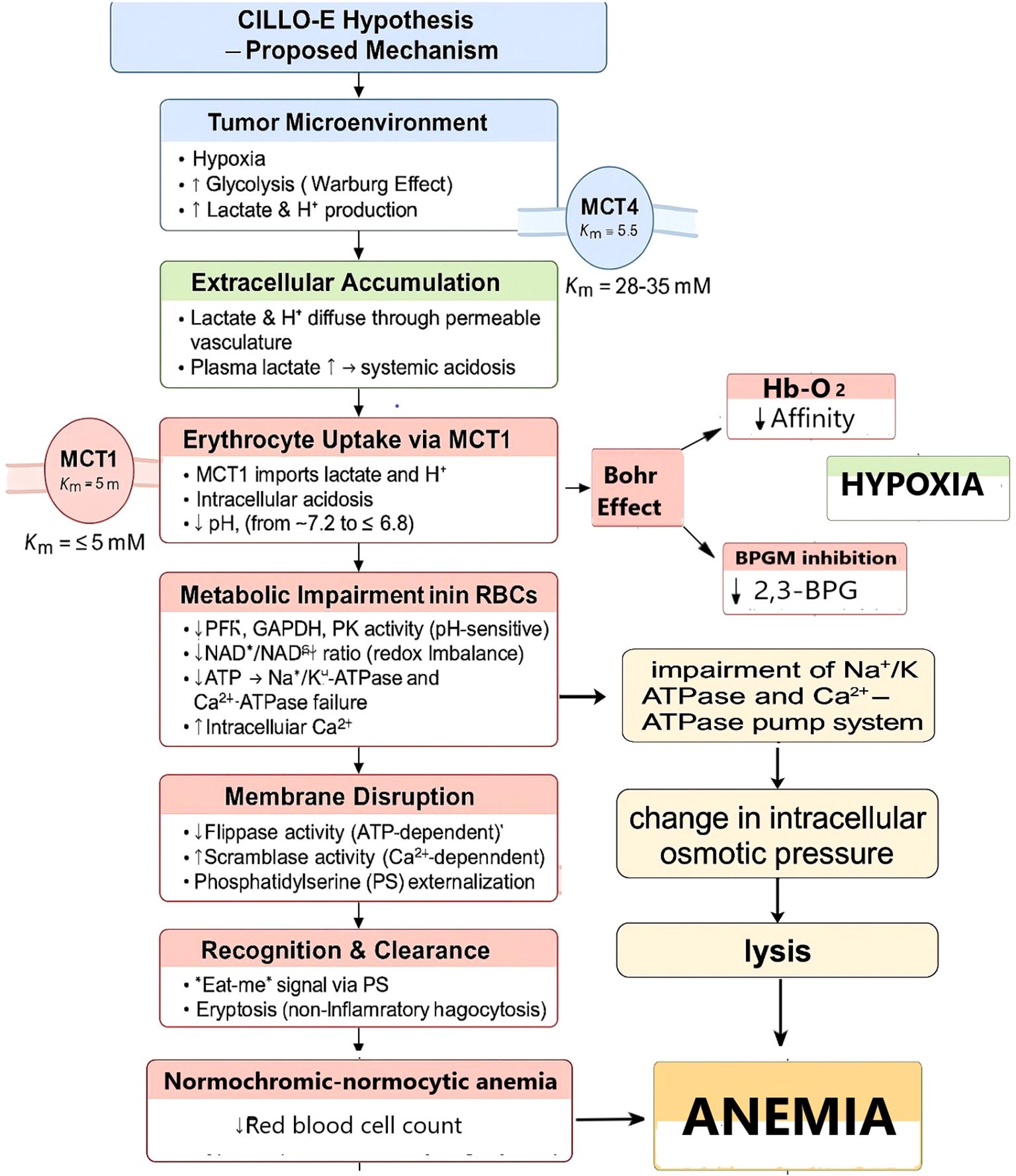 Flowchart illustrating the CILLO-E Hypothesis and its proposed mechanism. It begins with the tumor microenvironment, highlighting hypoxia and increased glycolysis leading to lactate accumulation. The extracellular build-up causes acidosis. Erythrocyte uptake via MCT1 leads to intracellular acidosis, influencing metabolic impairment in red blood cells (RBCs), membrane disruption, and recognition for clearance. This sequence eventually results in normochromic-normocytic anemia due to reduced red blood cell count. Concurrently, Hb-O2 affinity decreases due to the Bohr effect and 2,3-BPG reduction, affecting sodium-potassium and calcium ATPase pumps, changing intracellular osmotic pressure and leading to cell lysis, contributing to anemia.