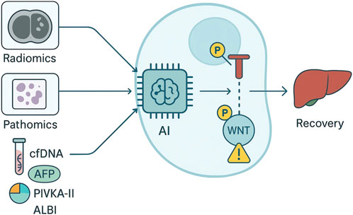 Diagram illustrating a process flow of liver recovery involving AI. Radiomics and pathomics data connect to AI, which influences components labeled WNT and P, leading to recovery. Biomarkers like cfDNA, AFP, PIVKA-II, and ALBI are included.