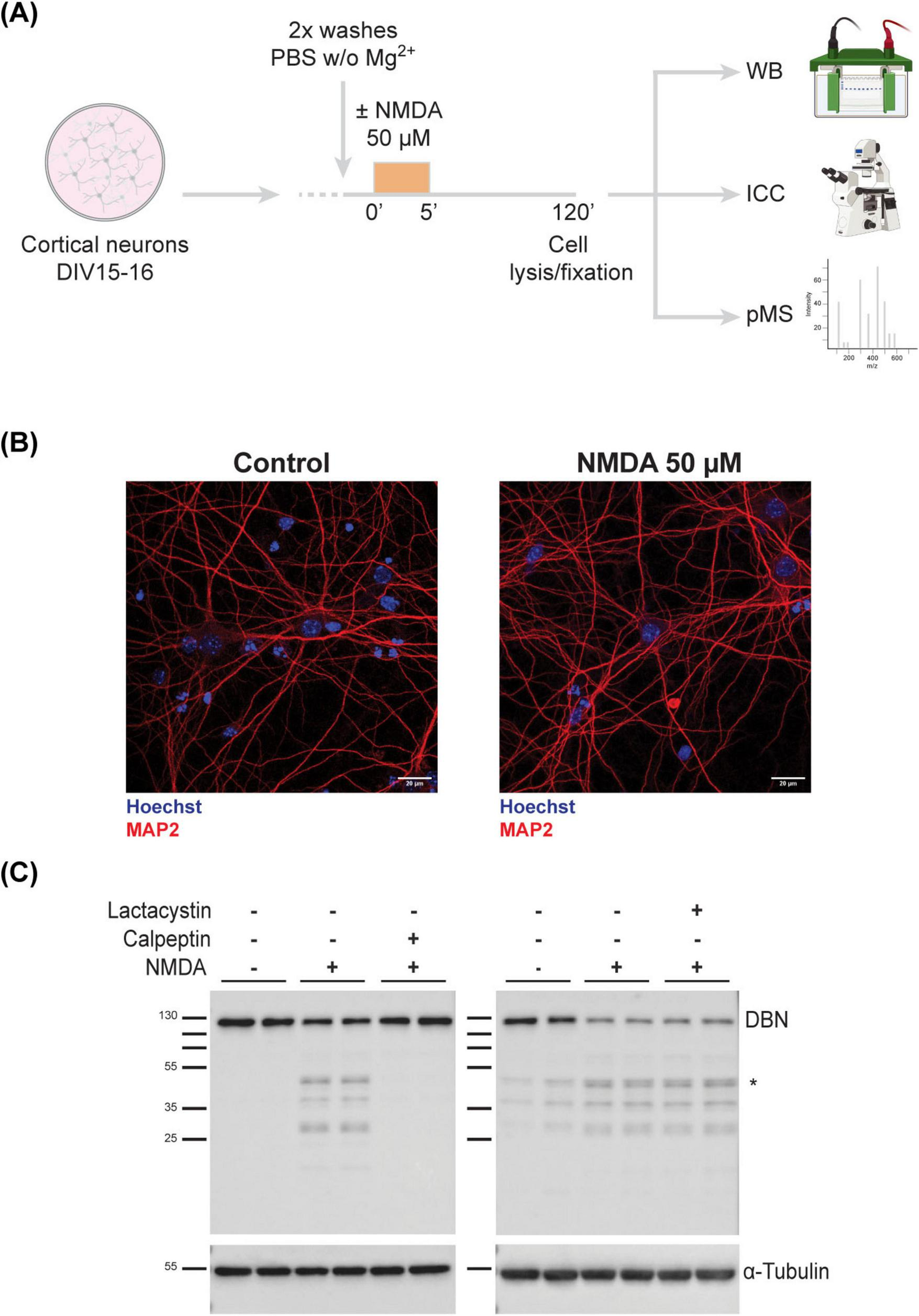 “Panel A illustrates the procedure involving cortical neuron cultures washed with PBS, treated with 50 μM NMDA, and then subjected to cell lysis/fixation for WB, ICC, or pMS. Panel B shows two images comparing control and NMDA-treated neurons stained with Hoechst (blue) and MAP2 (red), highlighting neuronal structure. Panel C displays western blot results with various treatments (calpeptin or lactacystin), showing full-length DBN and its degradation products.”