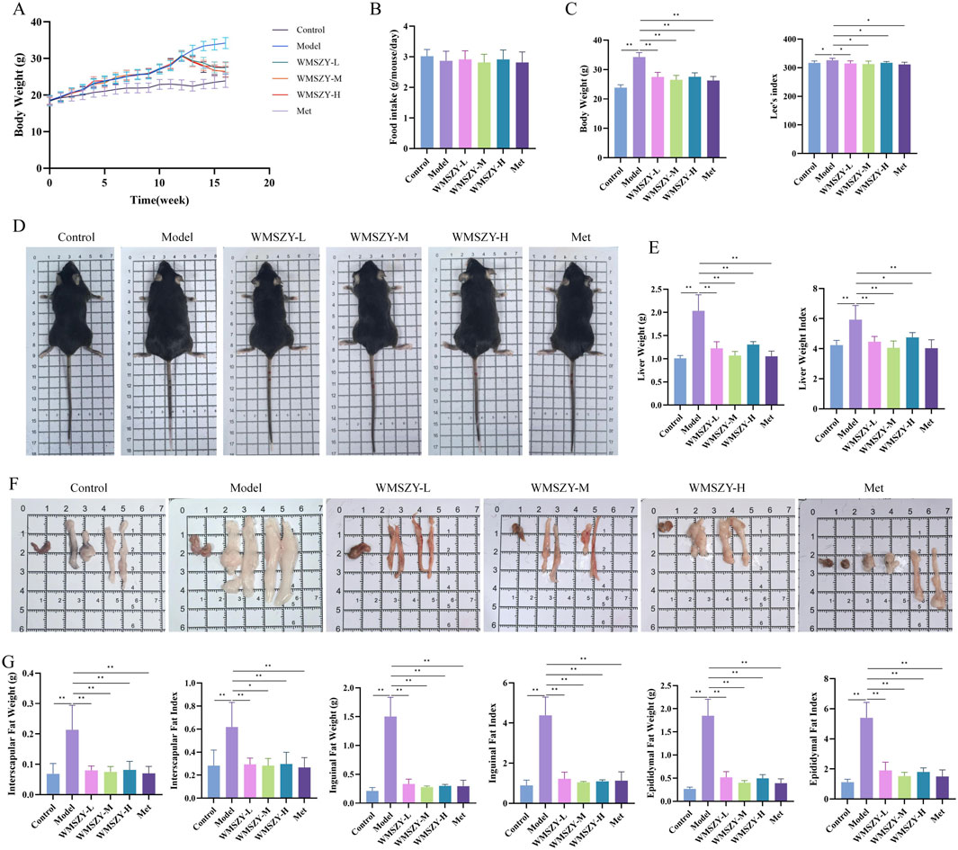 Graphs and images showing experimental results on mice for various treatments. Panel A displays a line graph of body weight over weeks. Panel B shows a bar graph of food intake. Panel C includes bar graphs of body weight and Lee's index. Panel D presents images of mice from different groups. Panel E shows liver weight and liver weight index bar graphs. Panel F features photos of dissected fat tissues. Panel G contains bar graphs of fat weights and indexes for interscapular, inguinal, and epididymal fat. Each graph and image compares results across control, model, WMSZY-L, WMSZY-M, WMSZY-H, and Met groups with statistical significance denoted.