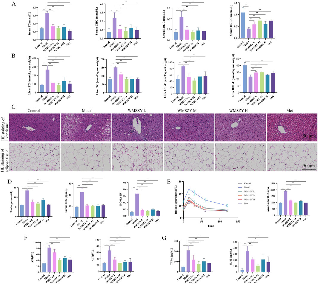 Charts and graphs display experimental data outcomes in sections A, B, D, F, and G, including metrics such as serum and liver lipid levels, blood sugar, HOMA-IR, and inflammatory indicators across control and experimental groups. Section C includes microscopy images of liver and adipose tissue under different treatments. Section E presents a line graph showing blood sugar levels over time among various groups. Statistical significance is indicated by asterisks.